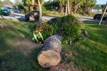 Worker in orange safety gear clearing a large fallen tree branch from a grassy roadside.