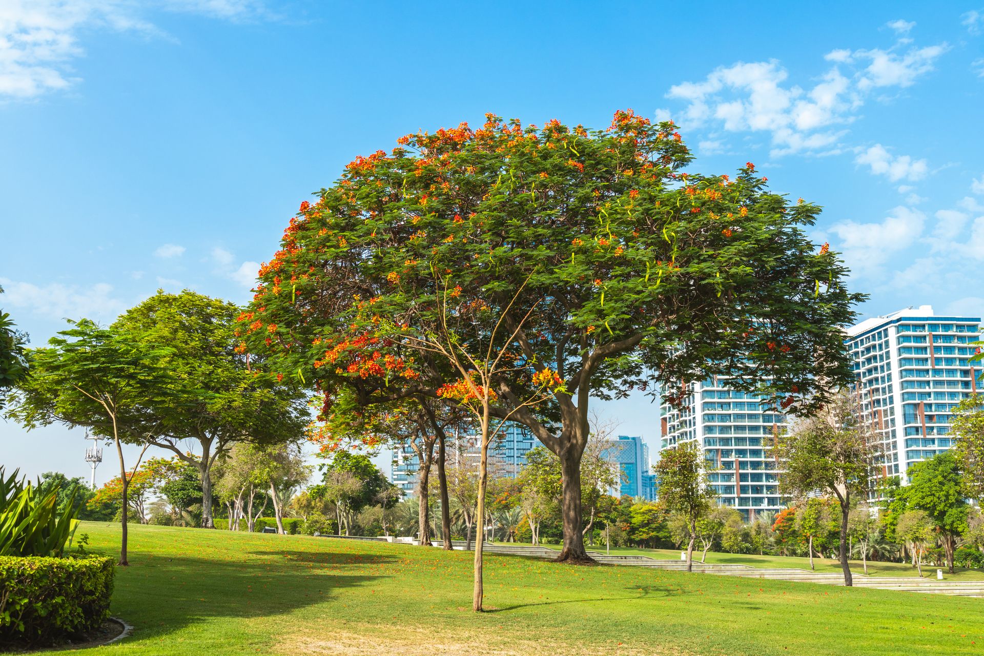 Sunny park with green grass and flowering trees, with modern buildings in the background