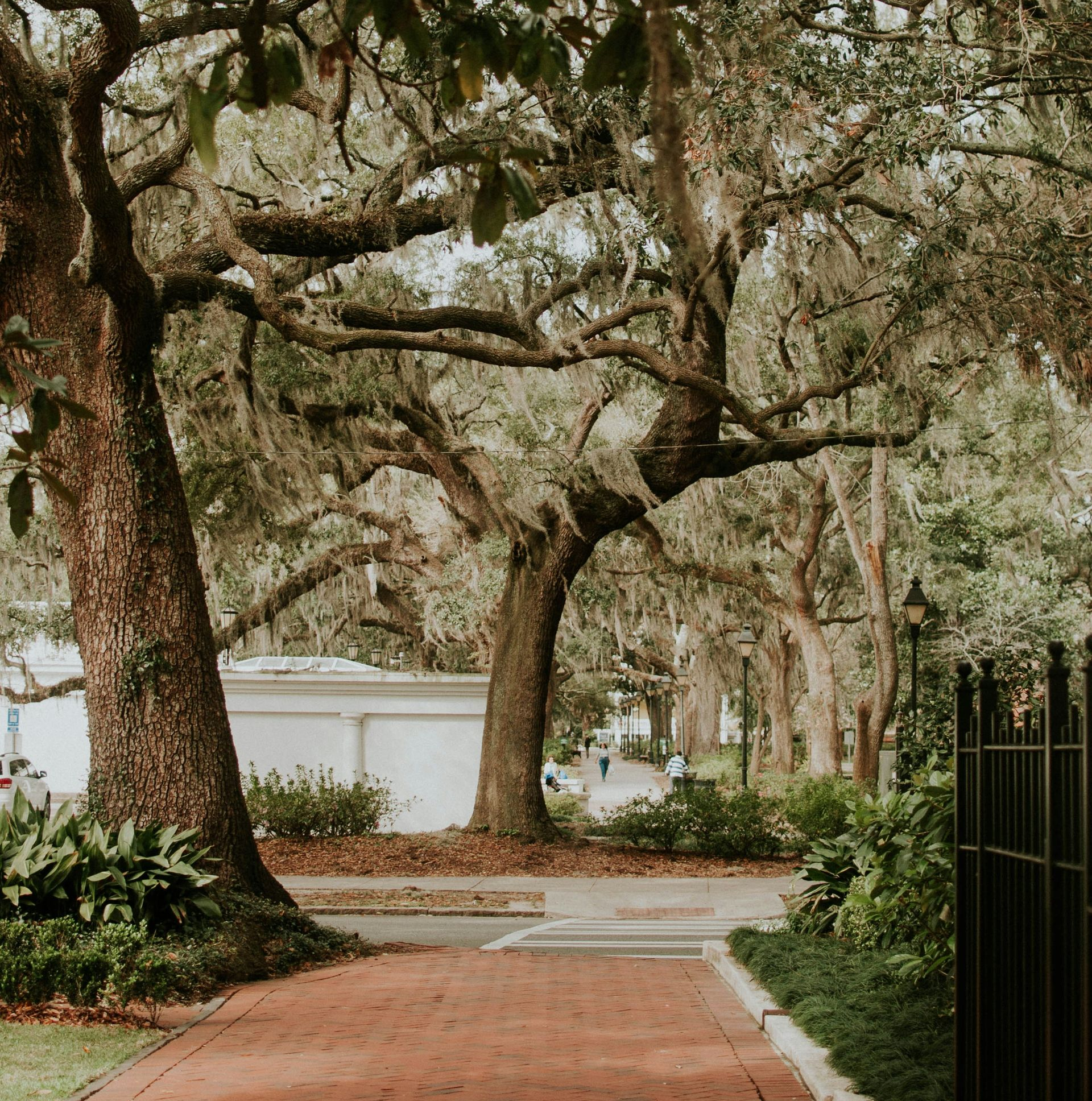 Brick path beneath sprawling live oak trees in a quiet garden, with a white wall in the background