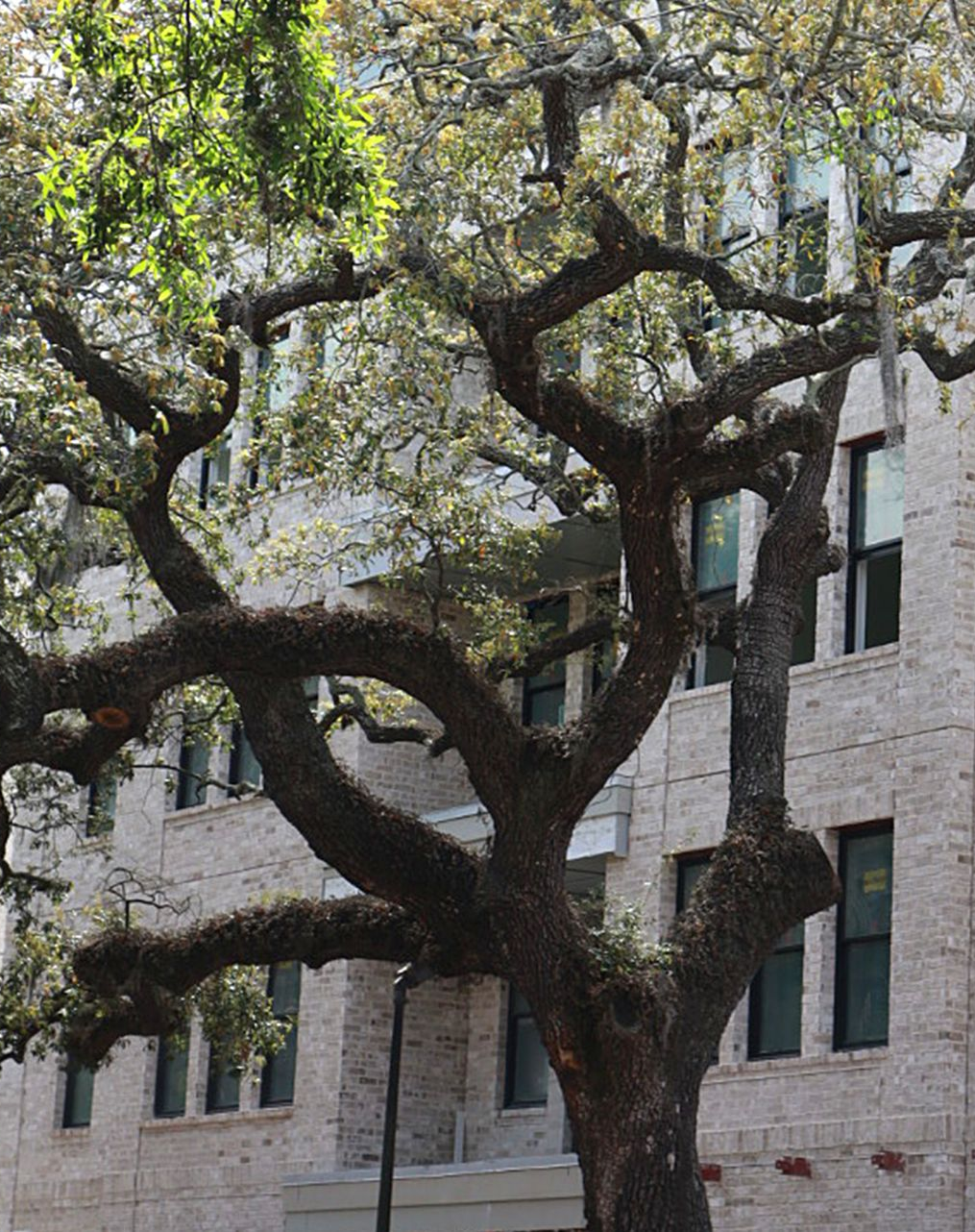 Large leafy tree with sprawling branches in front of a stone building with tall windows
