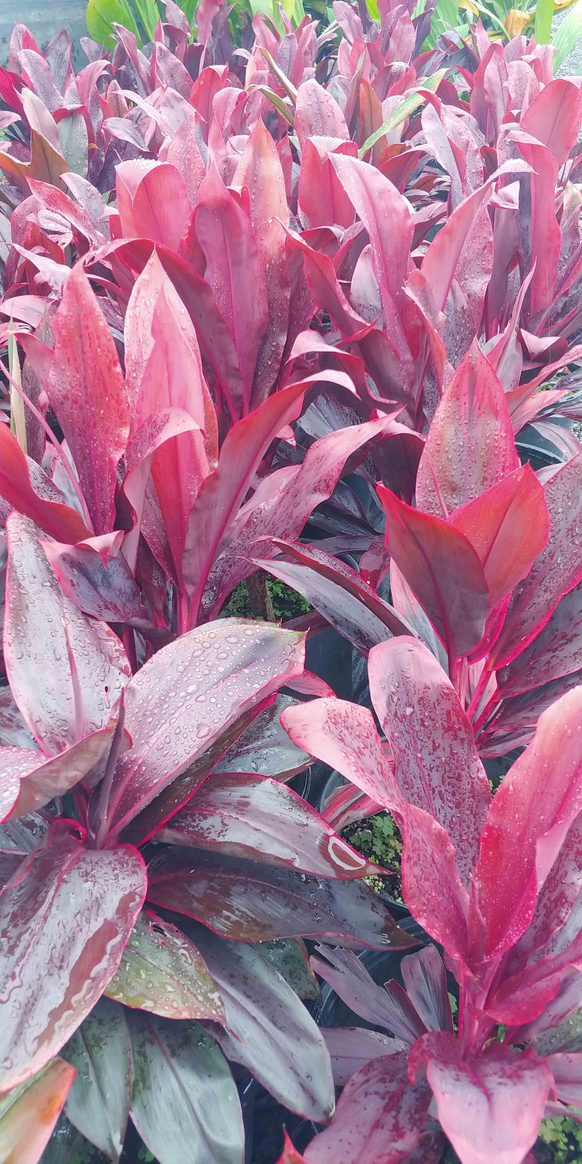 Landscaping Plants Waimanalo, HI Big Rock Garden