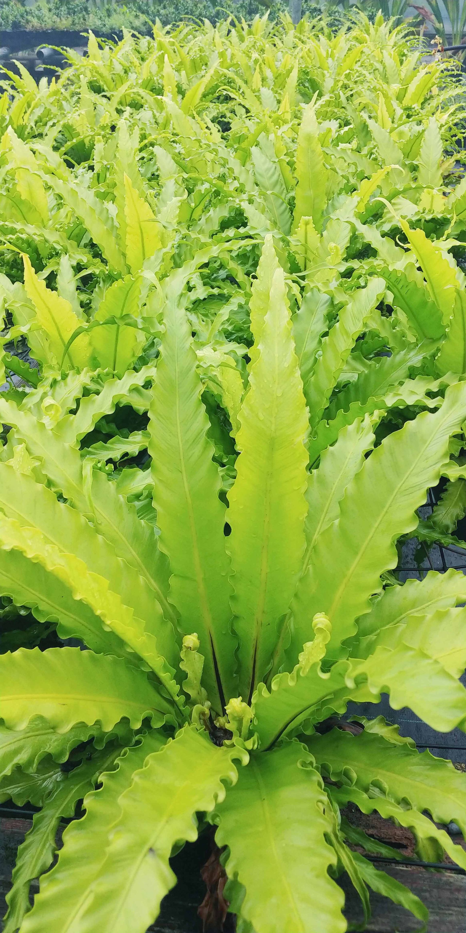 Landscaping Plants Waimanalo, HI Big Rock Garden