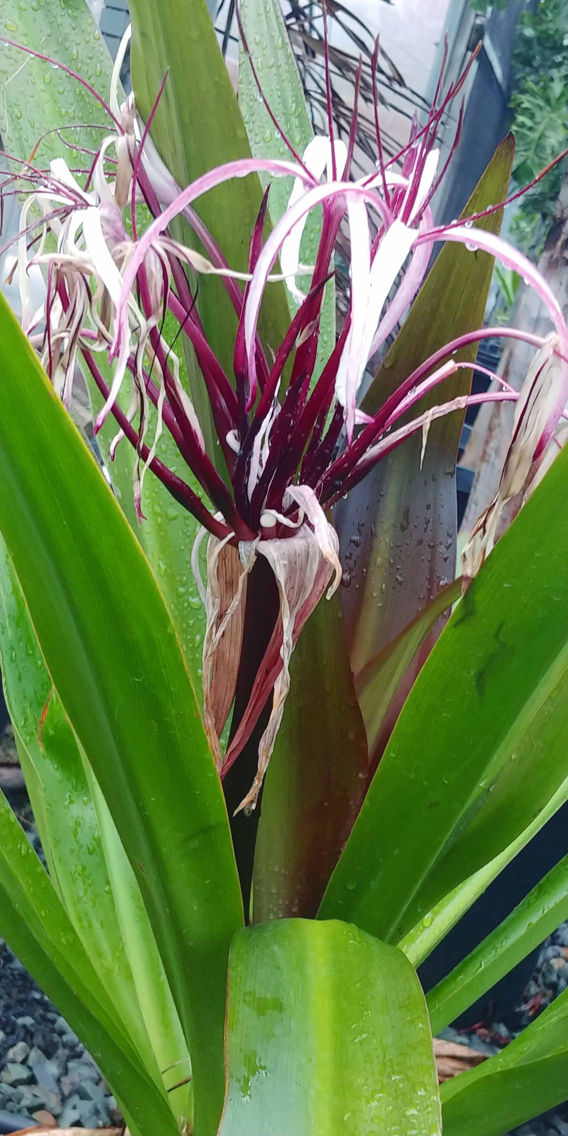Landscape 1 — Waimanalo, HI — Big Rock Garden