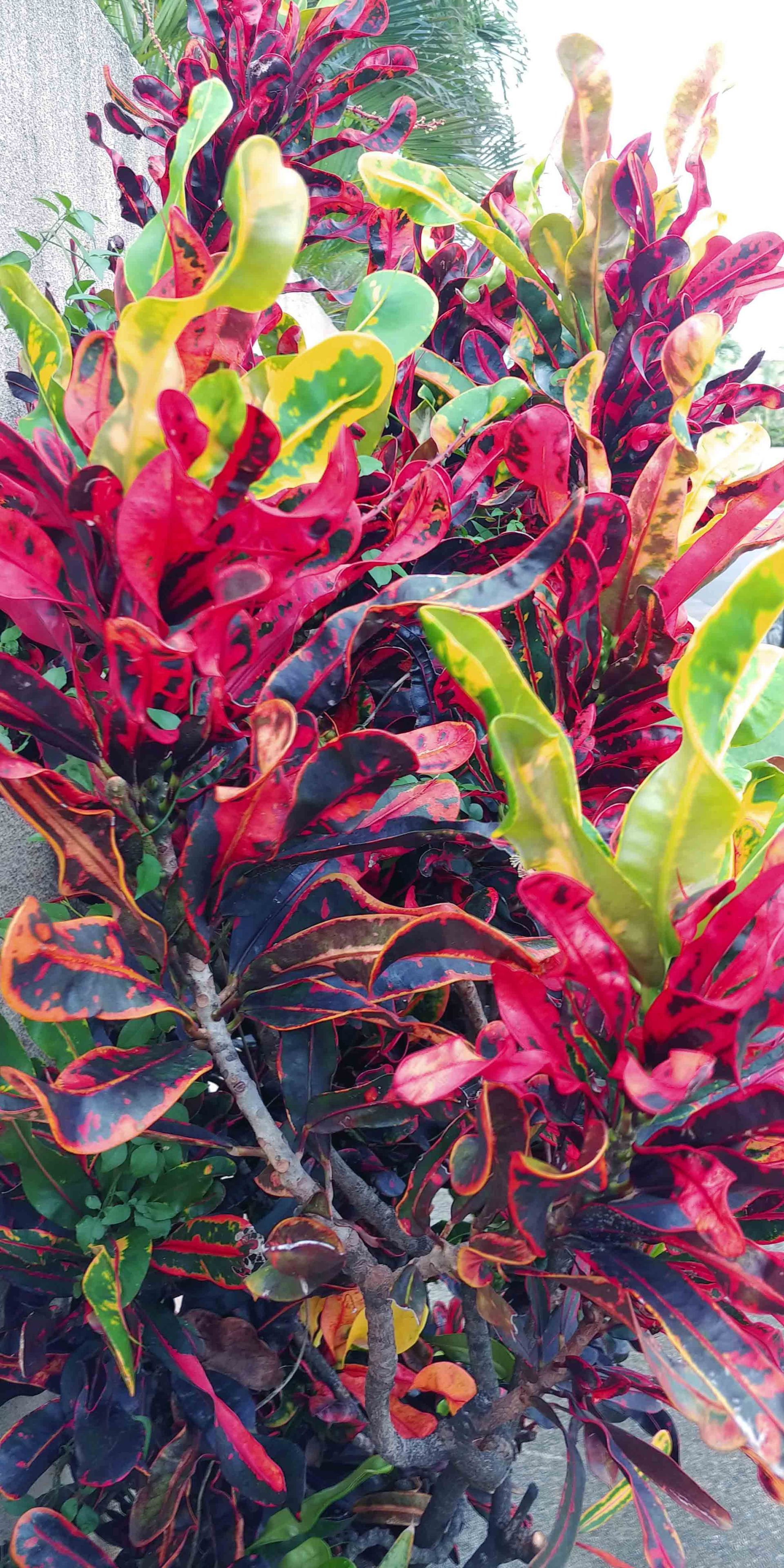 Landscape 16 — Waimanalo, HI — Big Rock Garden