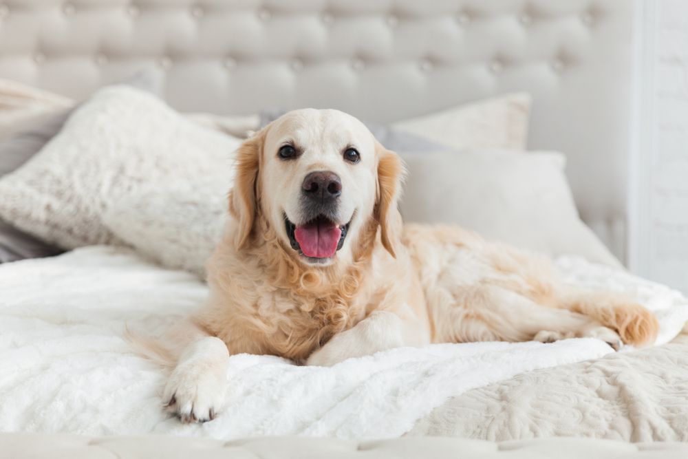 A Dog Is Laying On A Bed With Its Tongue Hanging Out — Angels for Pets In Rockhampton, QLD