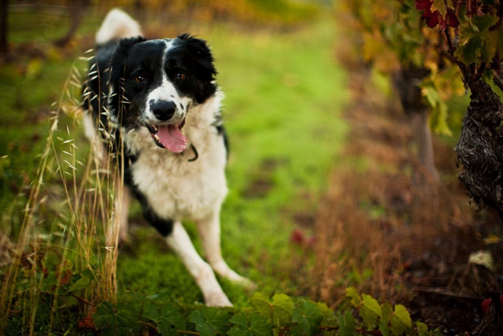 A Black And White Dog Is Running Through A Grassy Field — Angels for Pets In Capricorn Coast, QLD