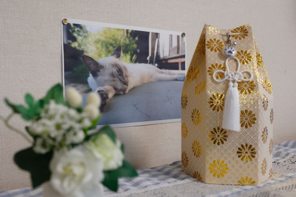There Is A Picture Of A Cat On The Wall Behind A Vase Of Flowers — Angels for Pets In Capricorn Coast, QLD
