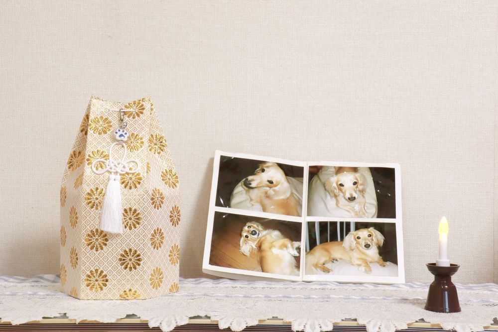 A Picture Of A Dog Is Sitting On A Table Next To A Candle — Angels for Pets In Capricorn Coast, QLD