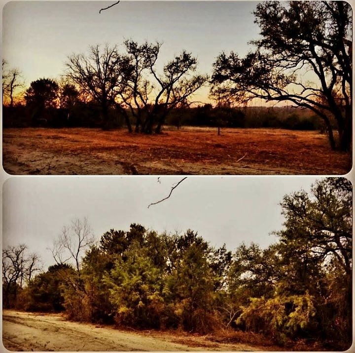 Two-panel photo of the same rural landscape; top showing clear trees at sunset, bottom showing dense foliage and brush.