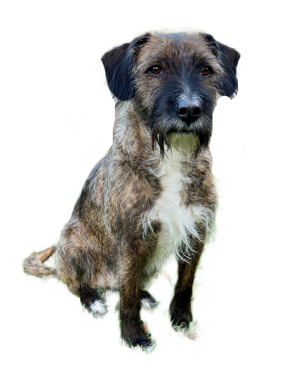 Hond met gevlekte bruin-witte vacht, zittend en vooruitkijkend.