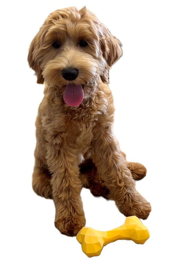 Een goudbruine Goldendoodle zit tevreden met zijn tong uit zijn bek naast een geel, geometrisch gevormd speelgoedbotje.