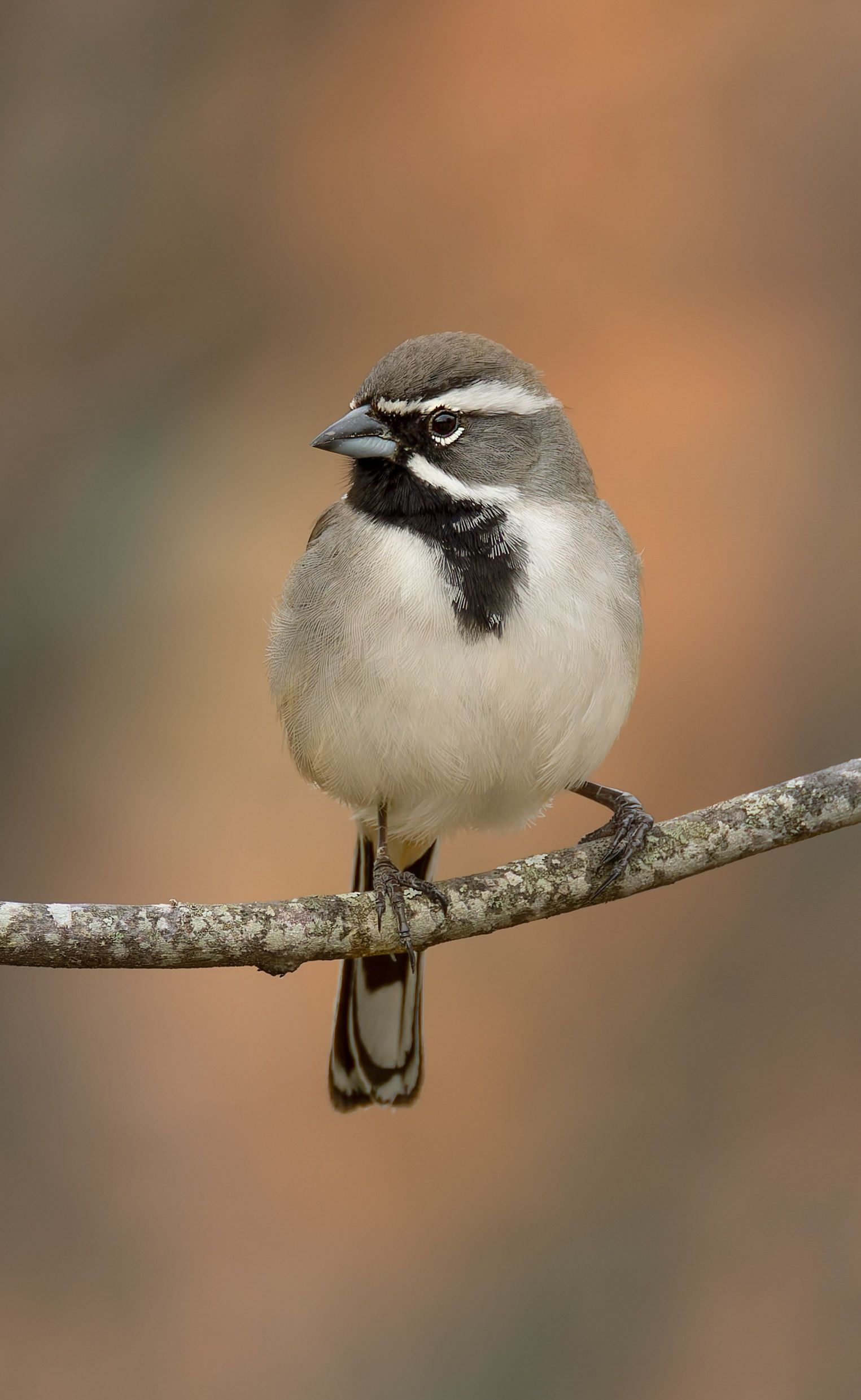 A small bird with a black and white striped head and black bib perched on a branch.