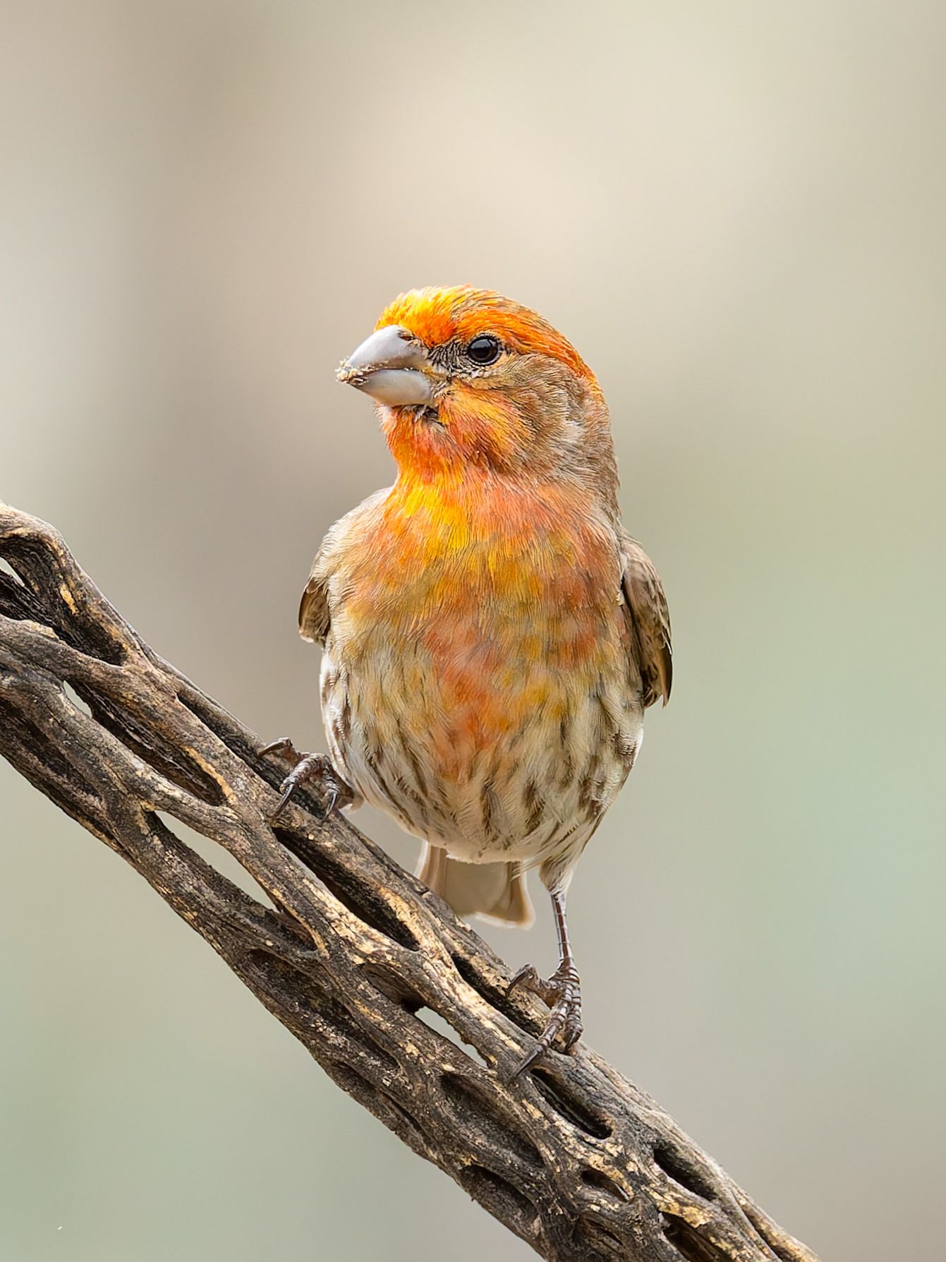 Red and brown House Finch perched on a brown, weathered branch.