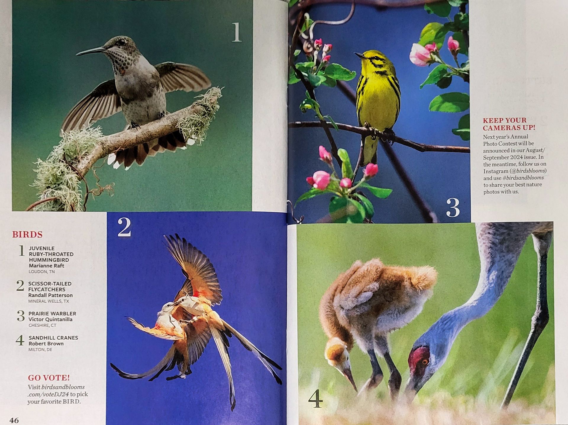 Four bird photos: hummingbird, hawk, yellow bird, crane family.