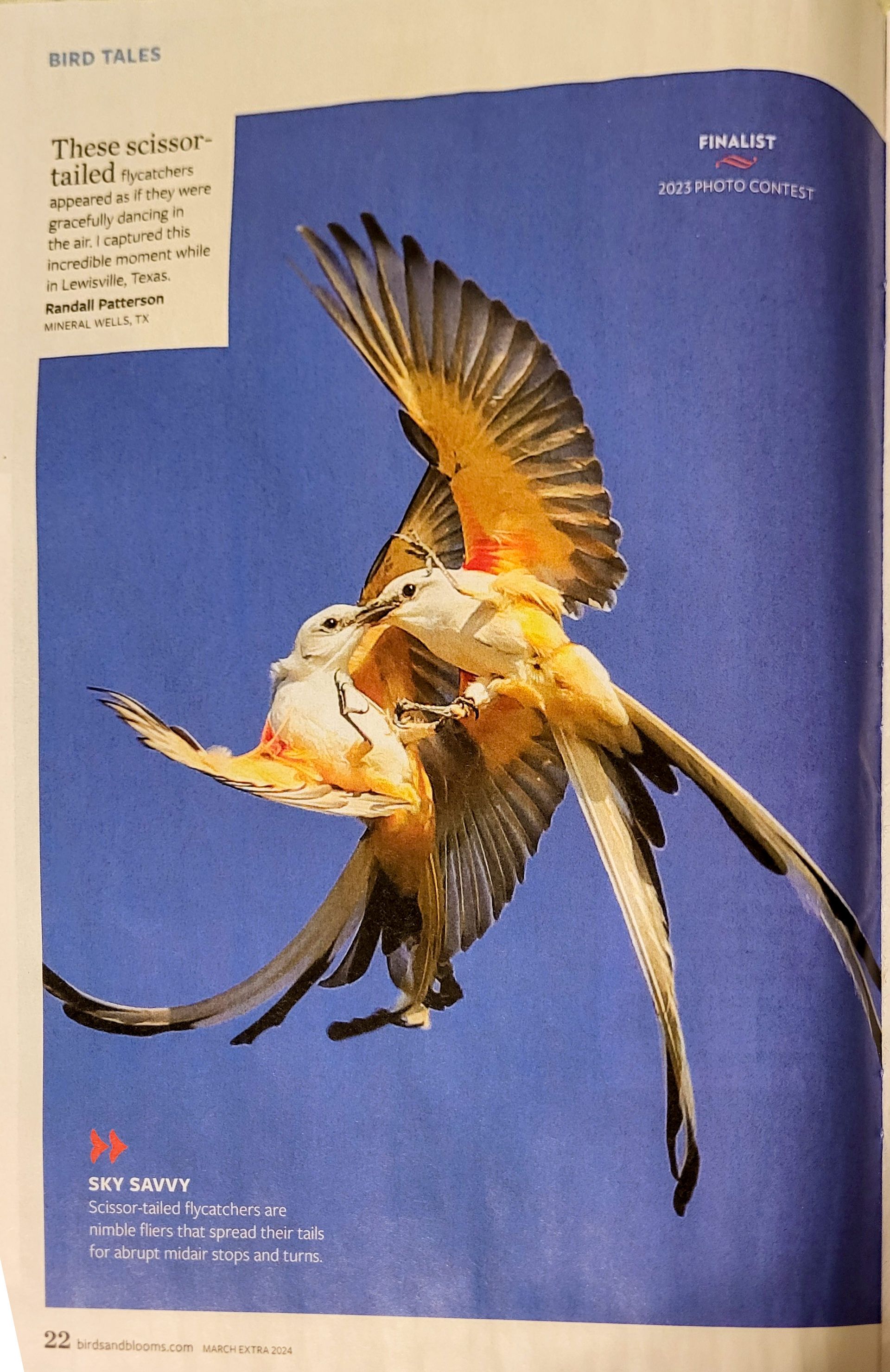 Two swallow-tailed kites in flight, intertwined with orange, white, and black feathers against a blue sky.