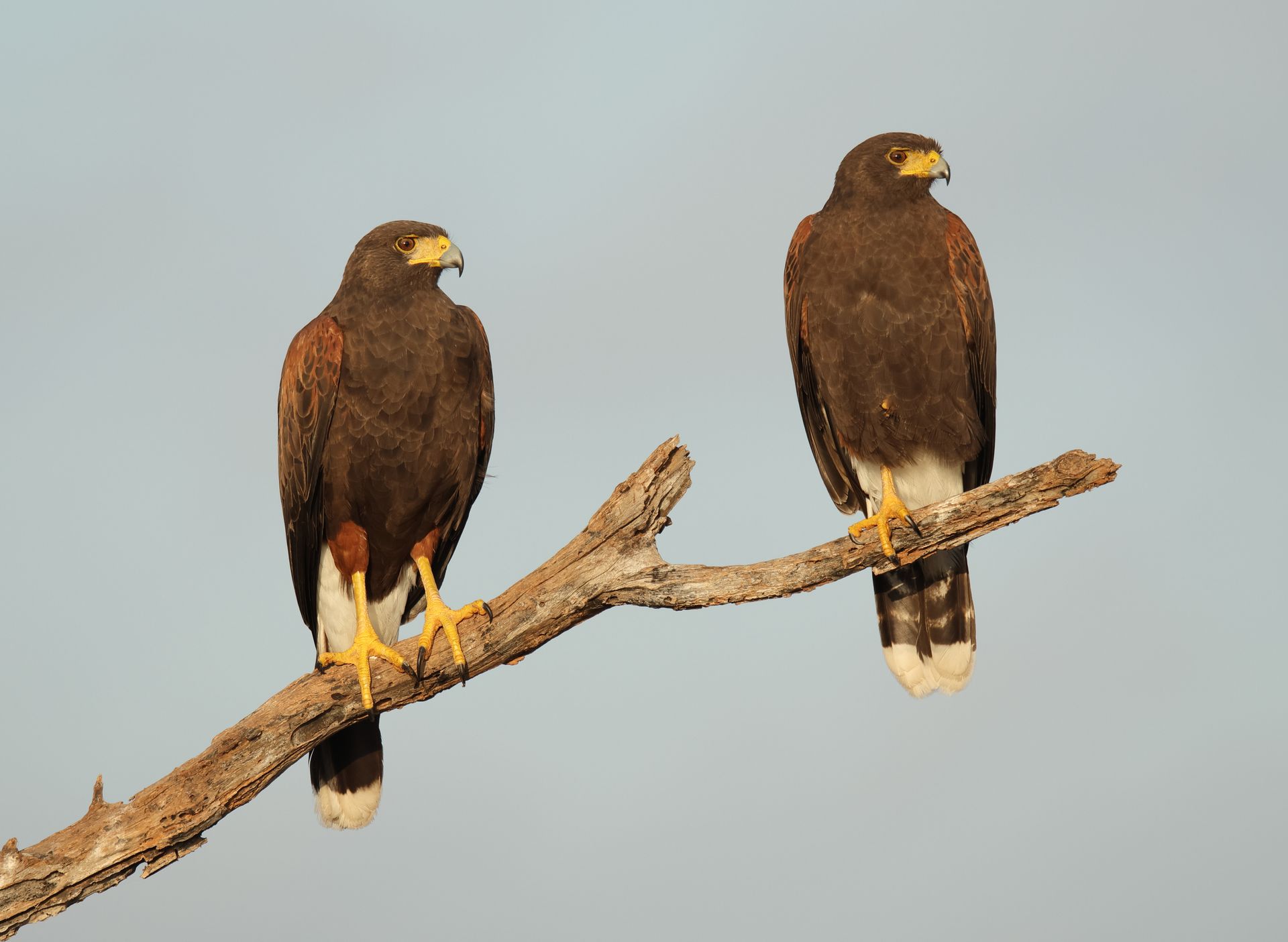 Two brown hawks perched on a branch, looking to the side, blue sky background.