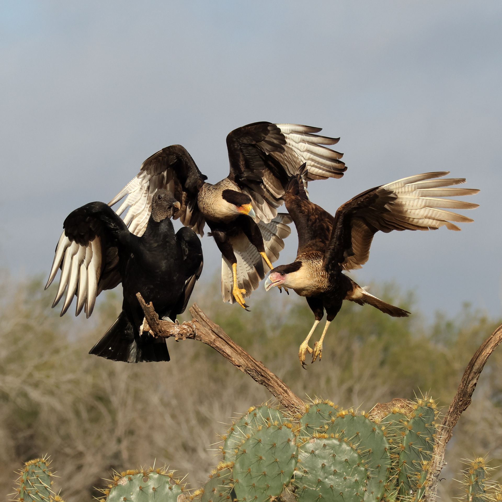Three crested caracaras fighting on a branch above a cactus. One is perched, two are in flight.