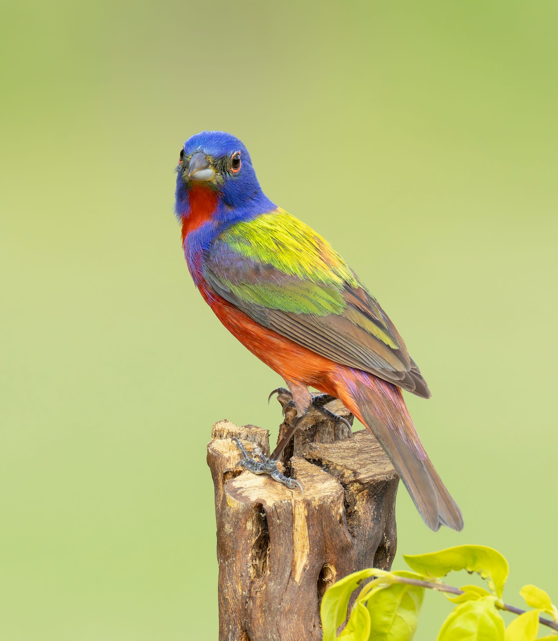 Colorful painted bunting perched on a wooden stump against a green background.
