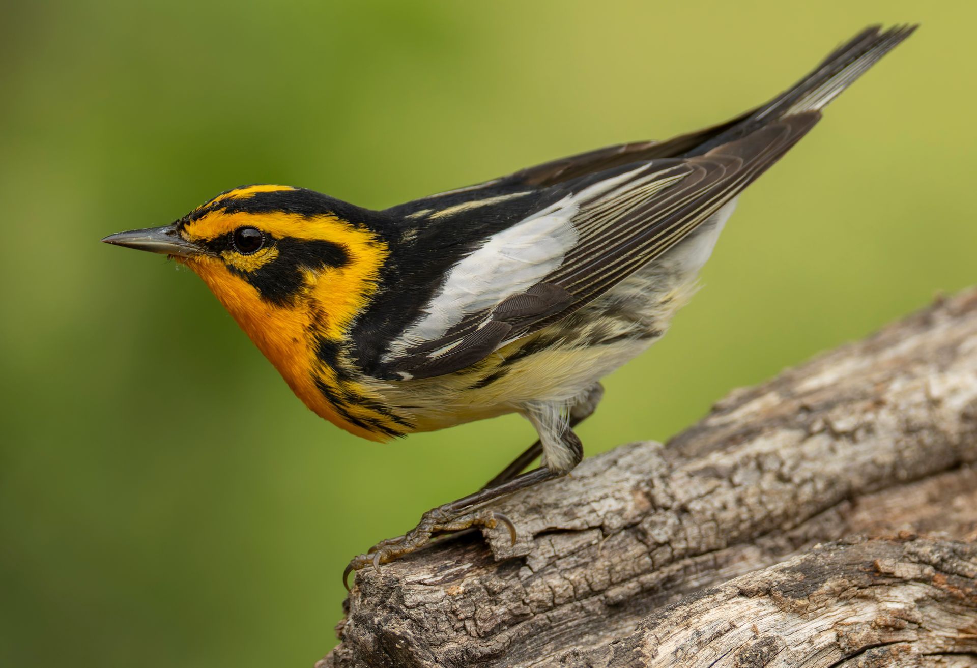 Blackburnian warbler perched on a log, featuring vibrant orange and black plumage.