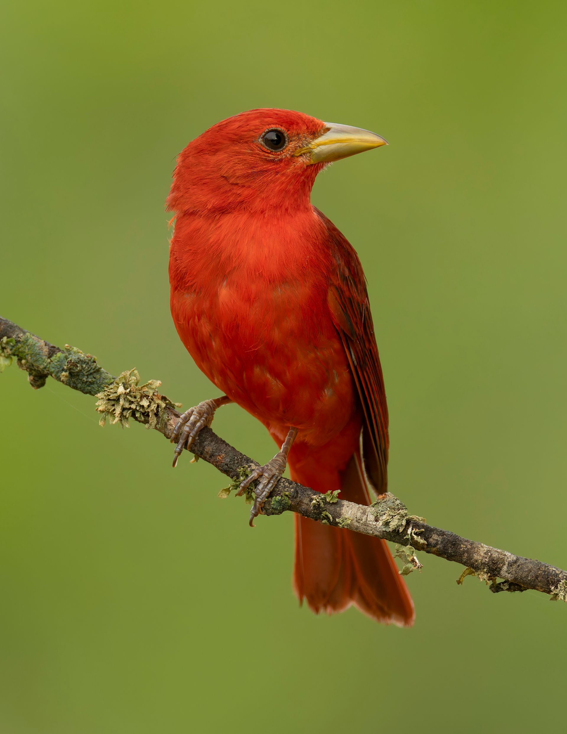 Bright red bird perched on a branch, yellow beak, green background.