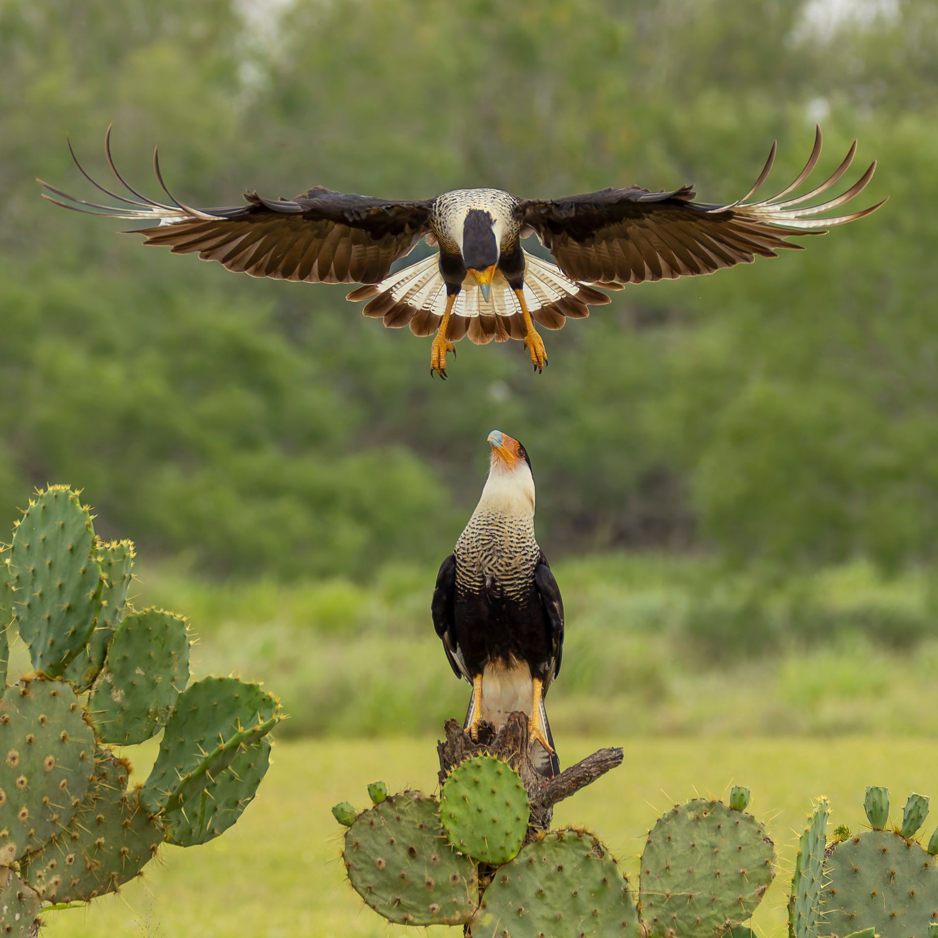Two crested caracaras, one perched on cactus, the other in flight overhead with wings outstretched, in a green field.