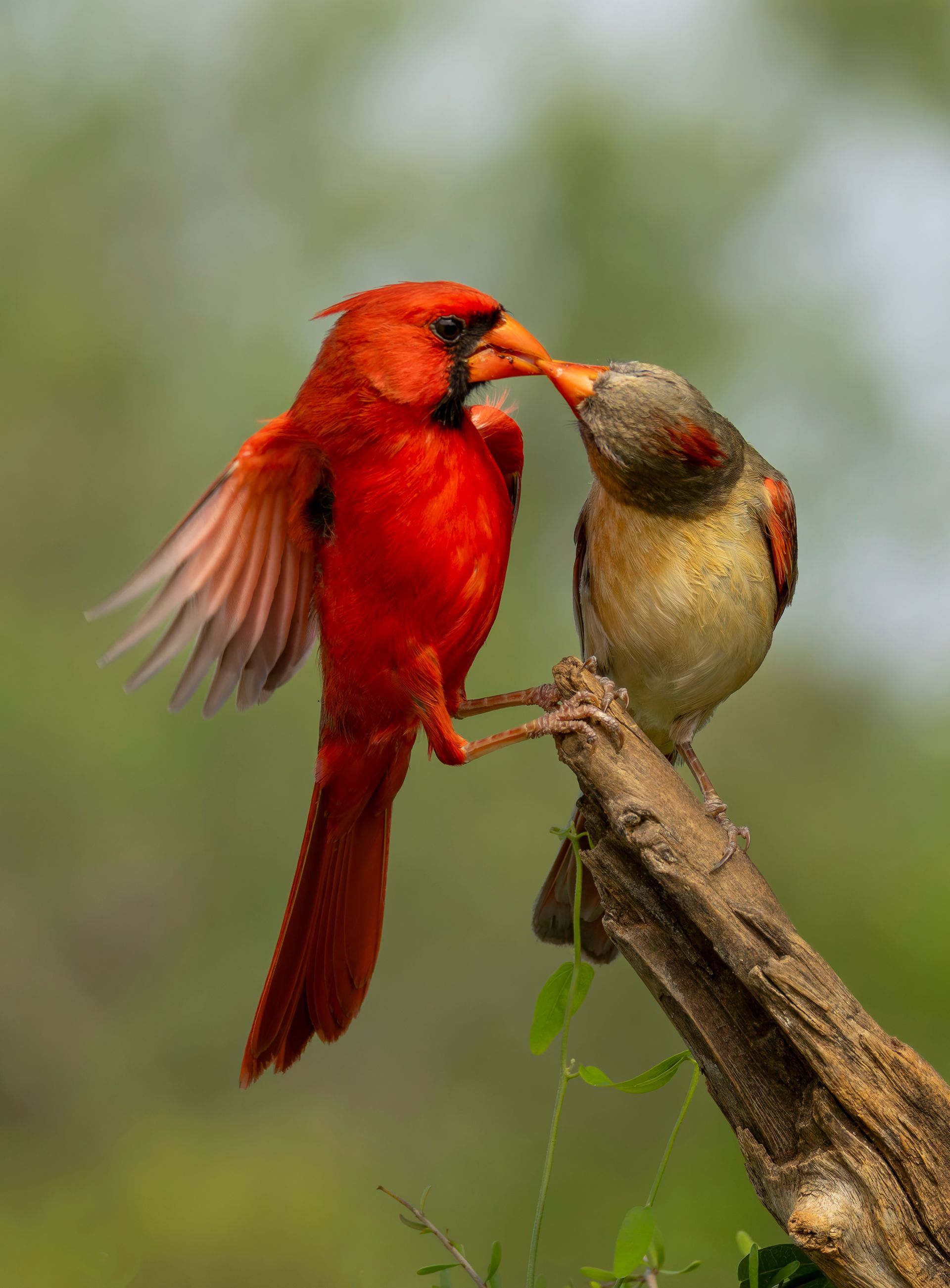 Red cardinal bird feeding another bird on a branch; blurred green background.