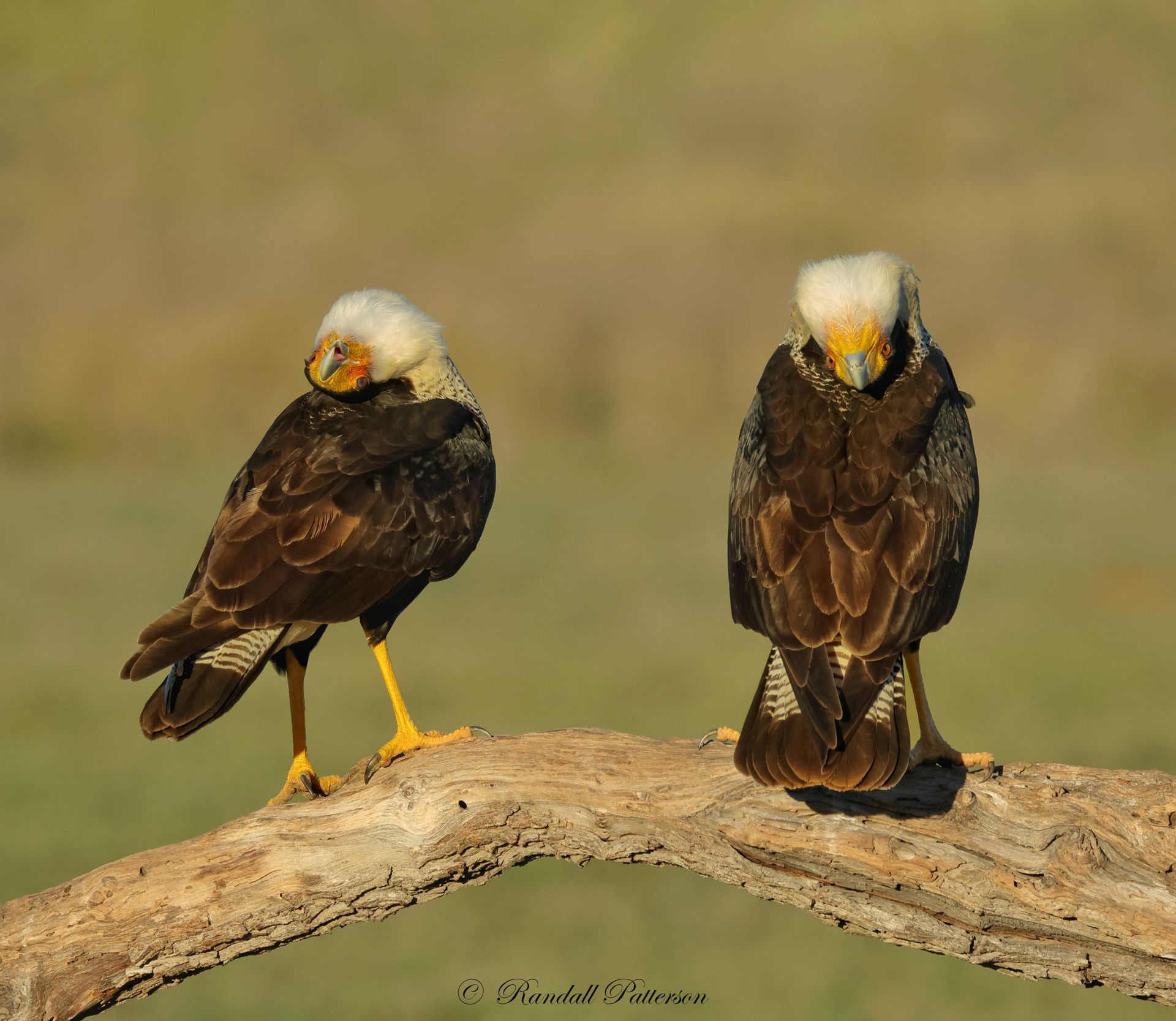 Two crested caracaras perched on a brown branch, one looking left, the other preening, against a blurred green and brown backdrop.