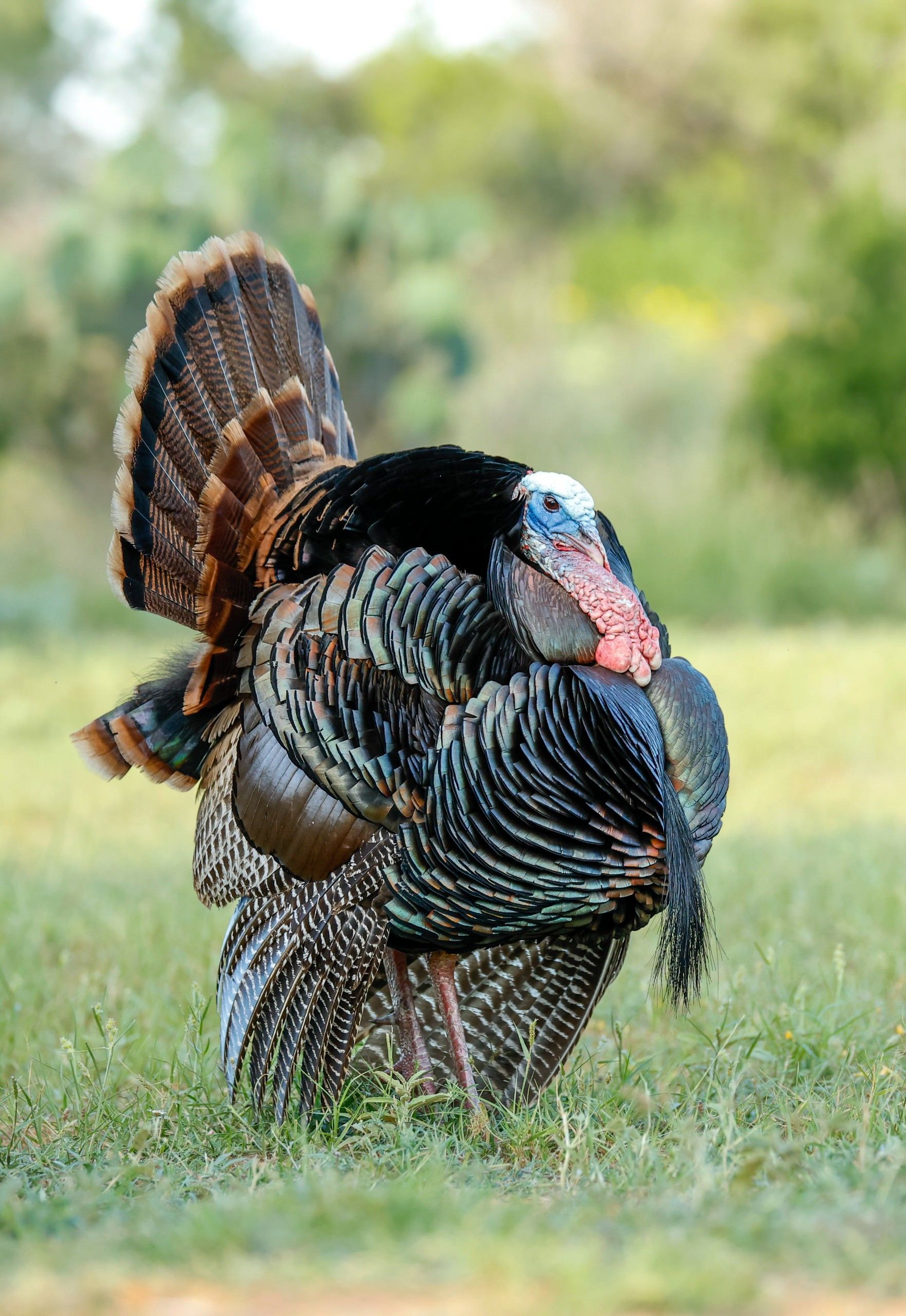 Wild turkey, displaying feathers in field; brown and iridescent black plumage; red wattle.