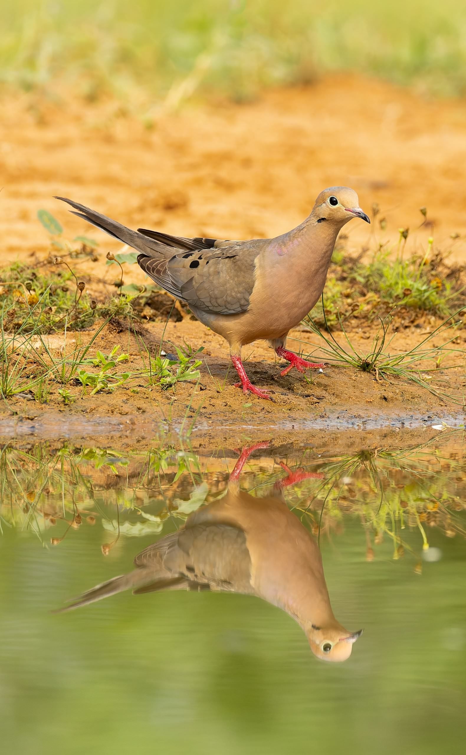Mourning dove stands near water's edge, reflecting its image. Earth tones of tan, brown, and red.