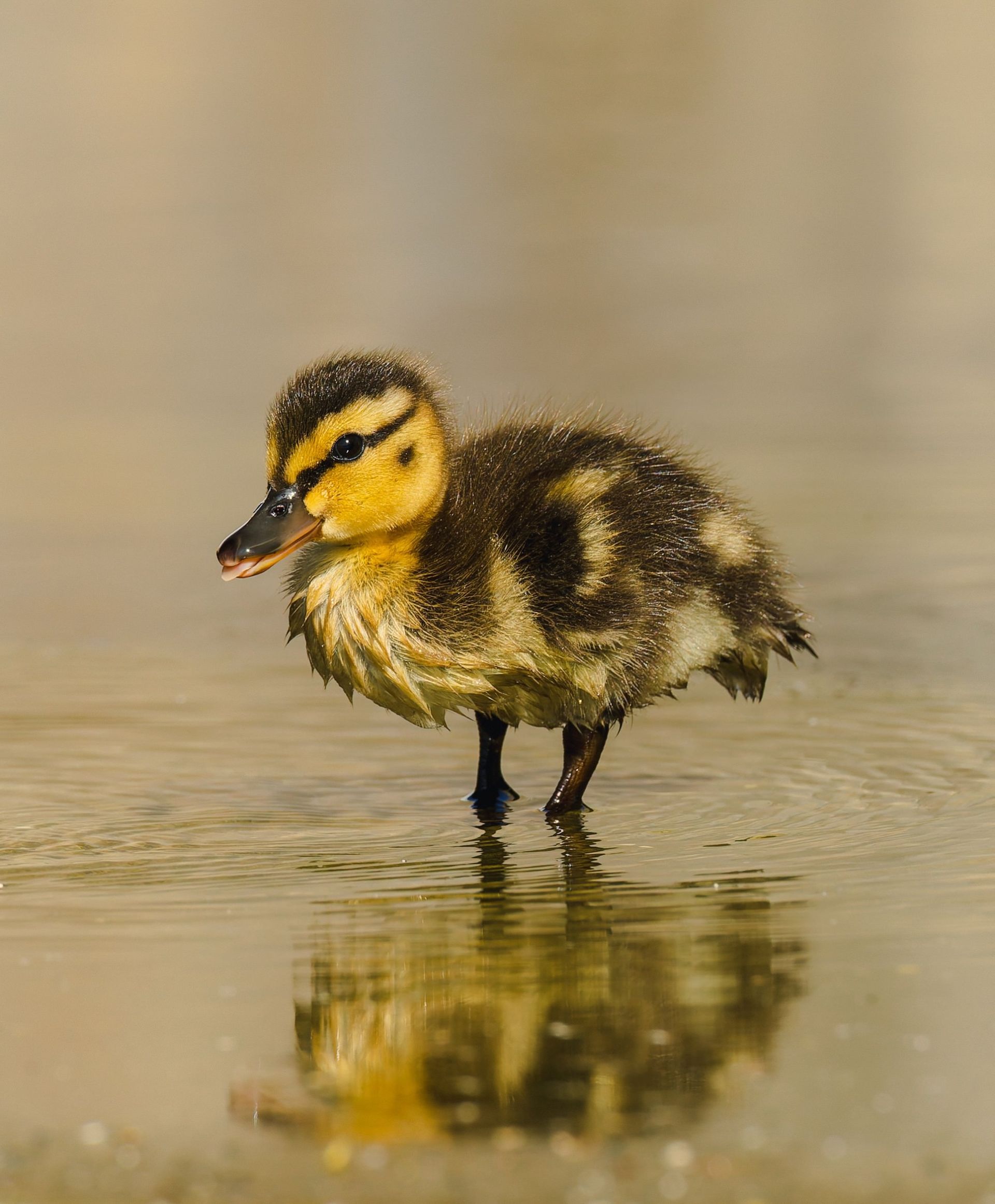 Duckling standing in shallow water; brown and yellow feathers, black beak.