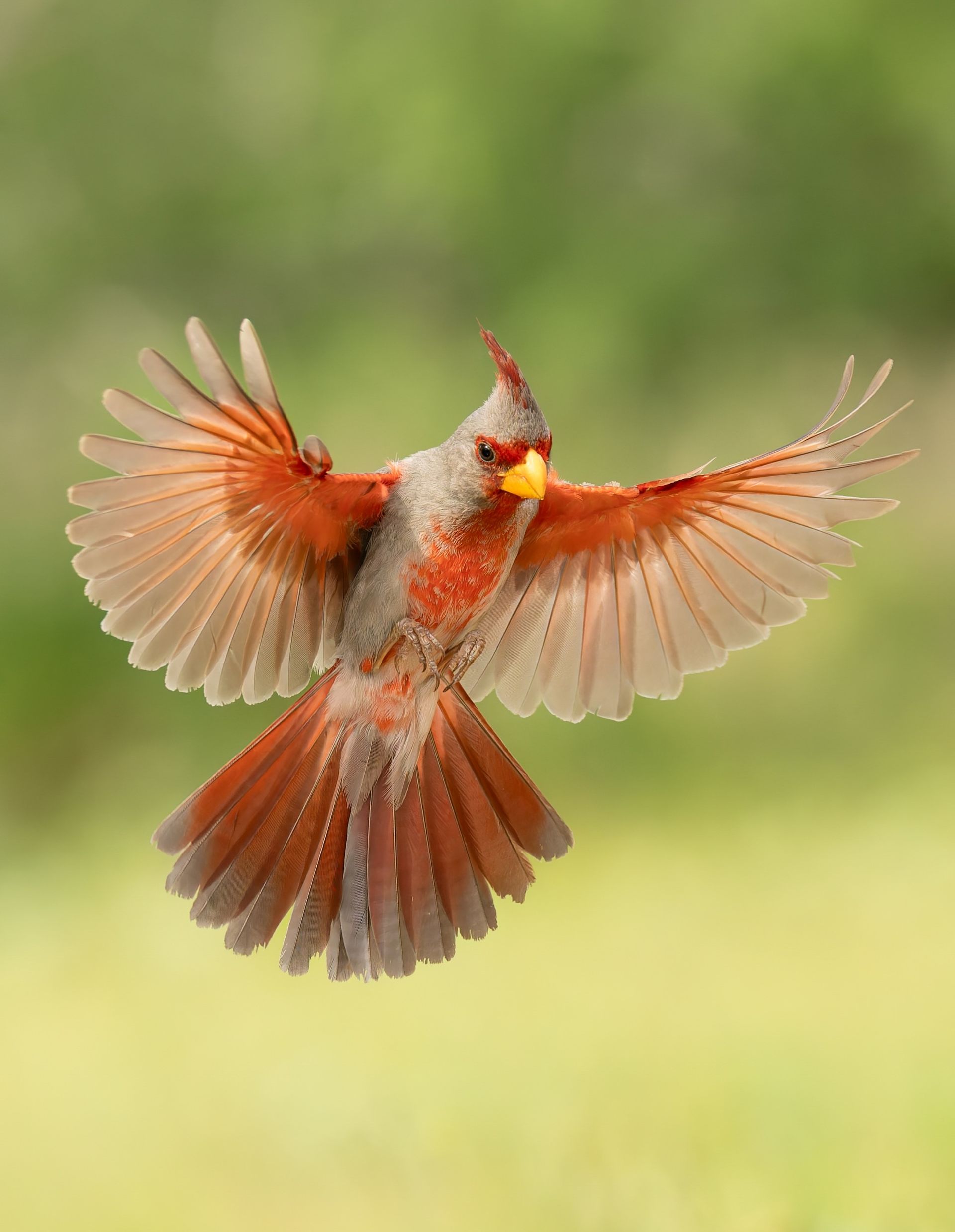 A female cardinal in mid-flight with outstretched wings; red, gray, and yellow plumage against a blurred green backdrop.