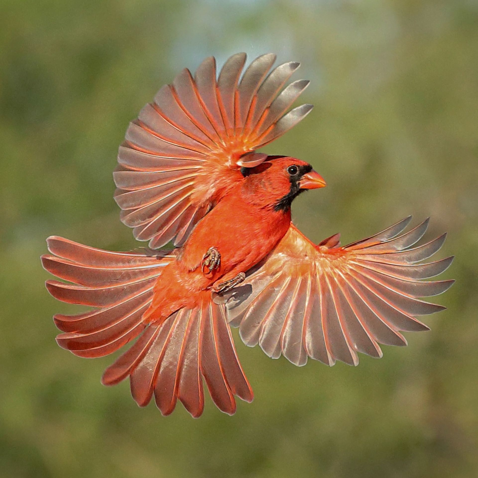 Red cardinal in flight, wings spread, against a blurred green background.