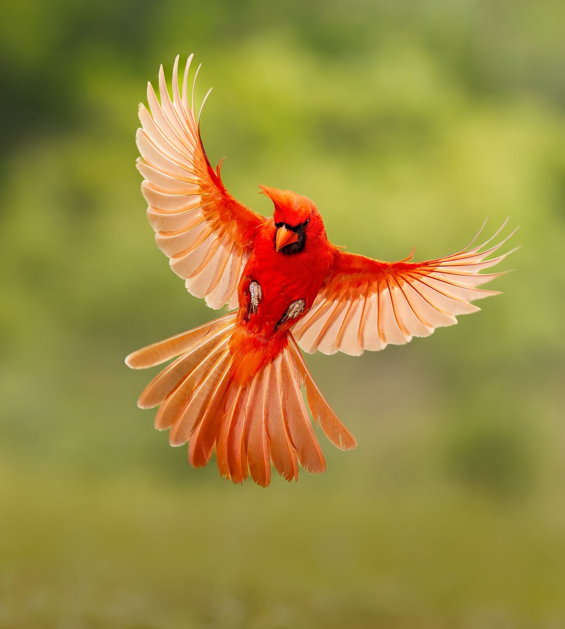 Red cardinal in flight with outstretched wings, set against a blurred green background.