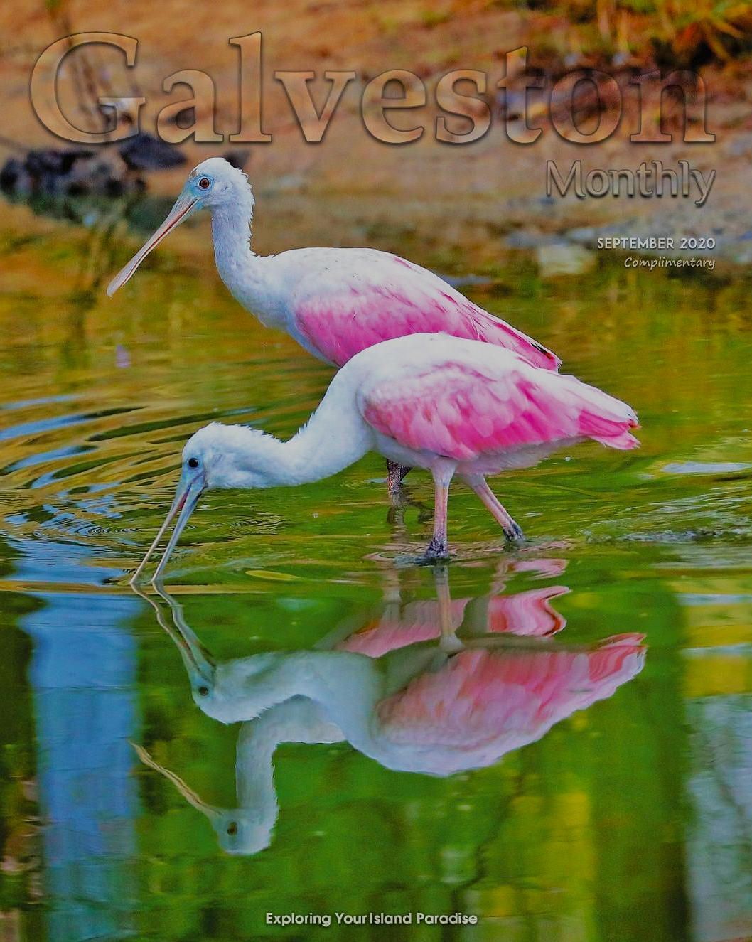 Two pink Roseate Spoonbills wading in water, reflected below, for Galveston Monthly magazine cover.