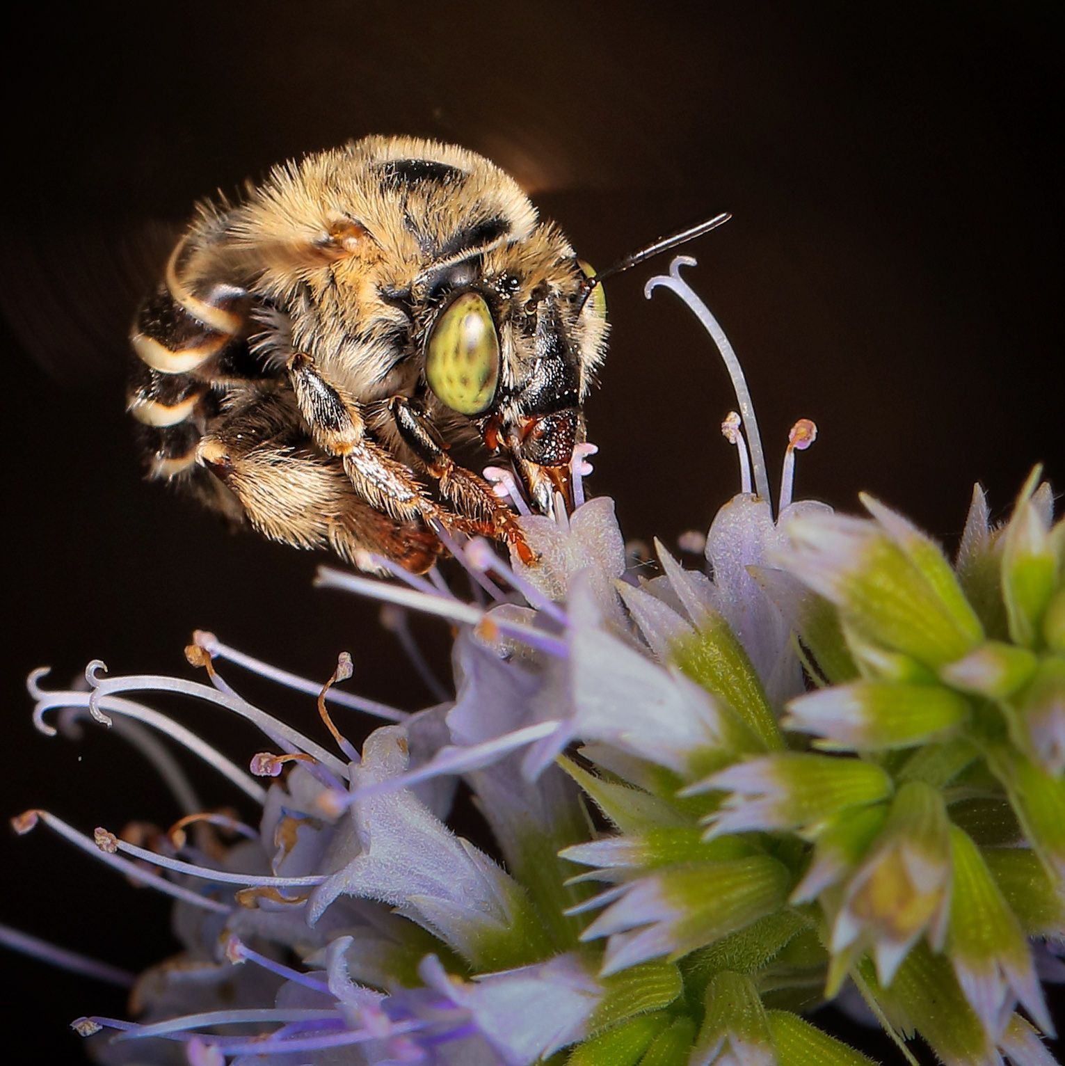 Bee on pale purple flower, head close-up. Bee's green eyes, fluffy body, feeding on blooms, dark background.