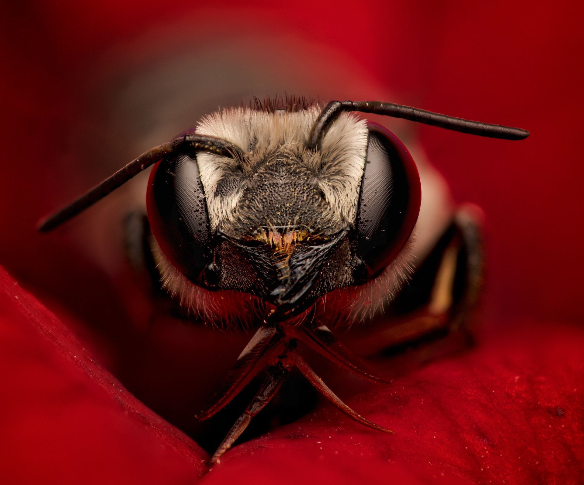 Bee on a red petal, close-up shot. Bee's face in focus, with black eyes and antennae.