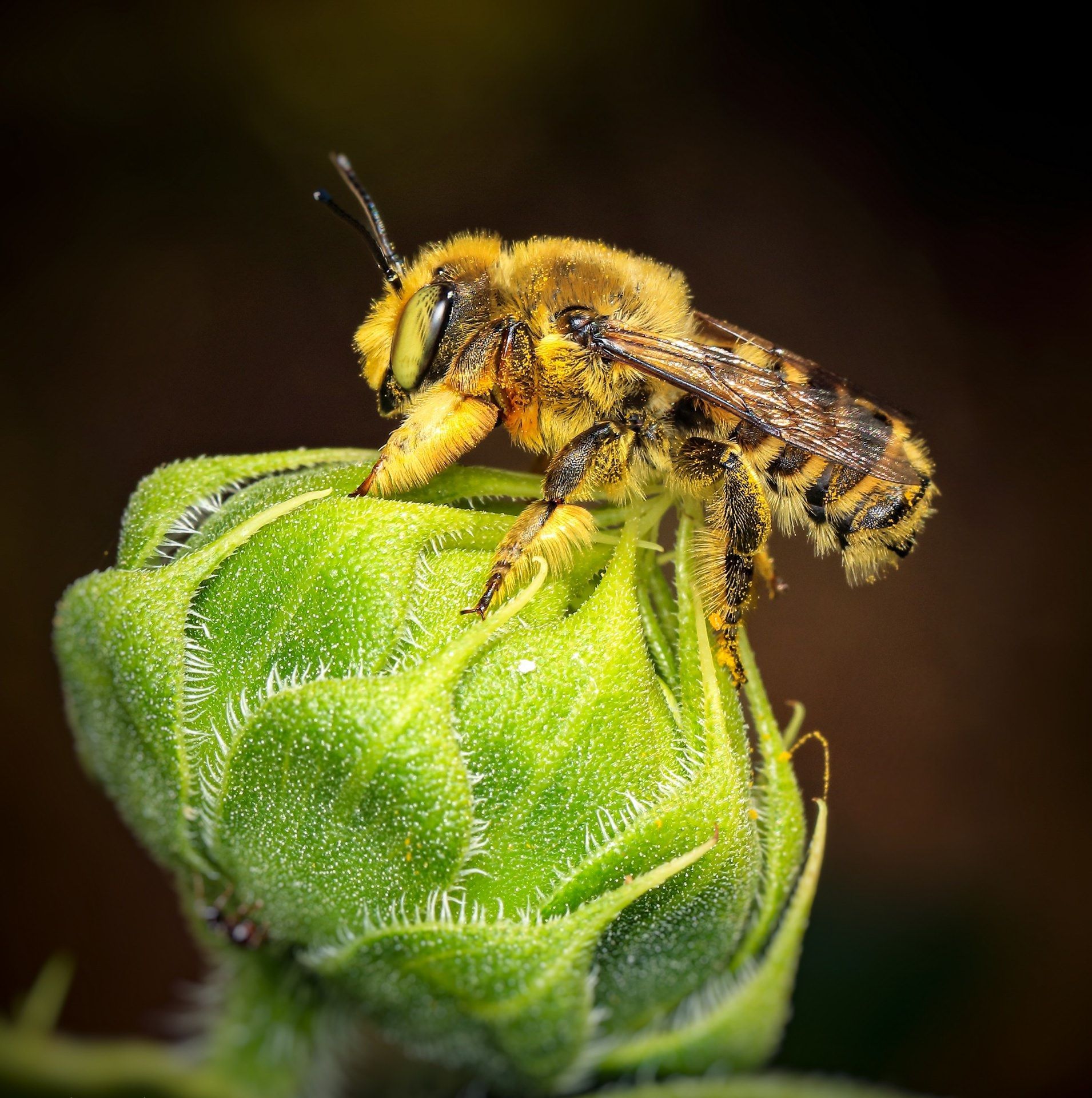 A bee with yellow and black markings perched on a green bud.