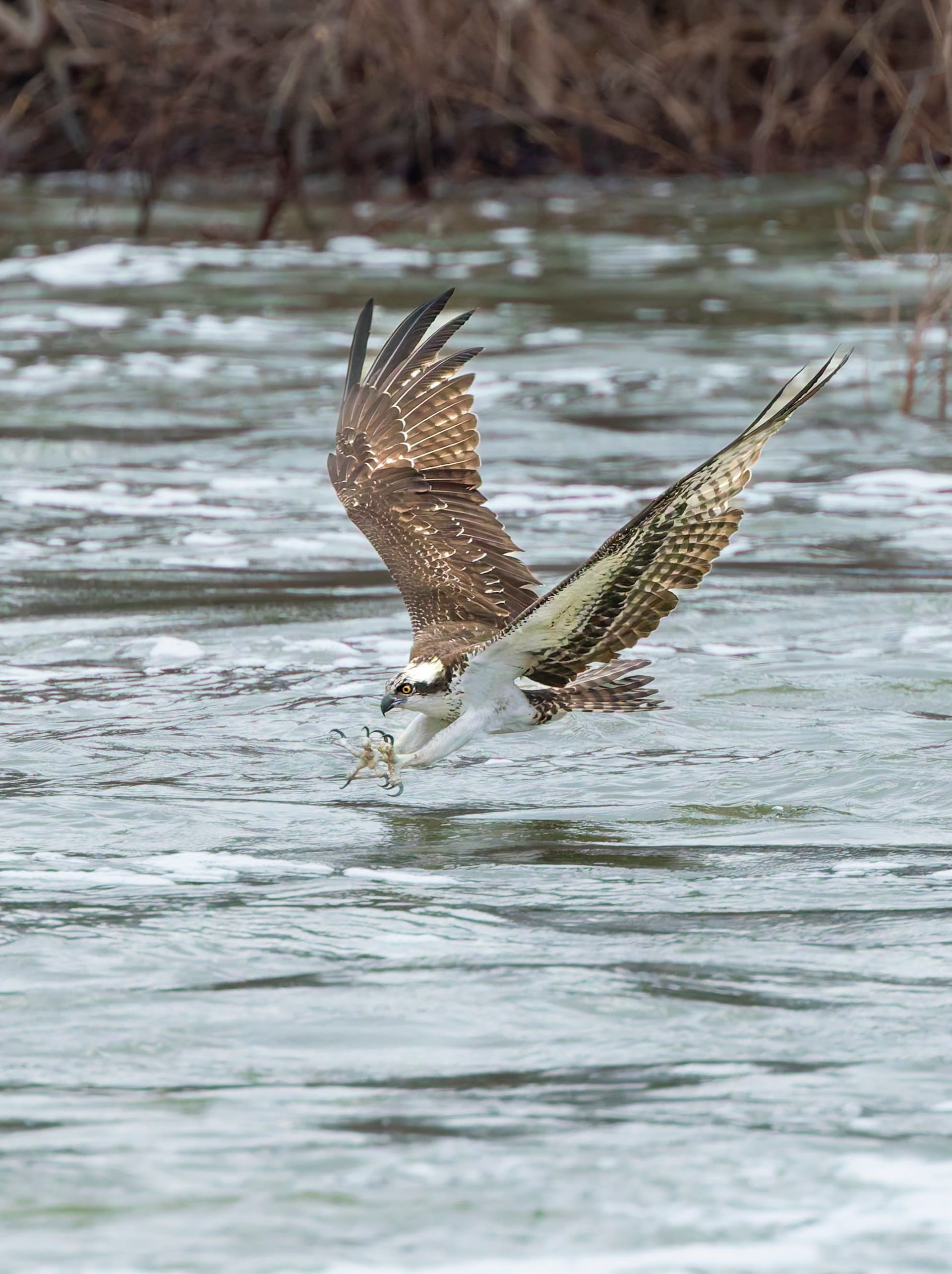 Osprey in flight, carrying a fish, above water. The bird has outstretched wings with brown and white markings.