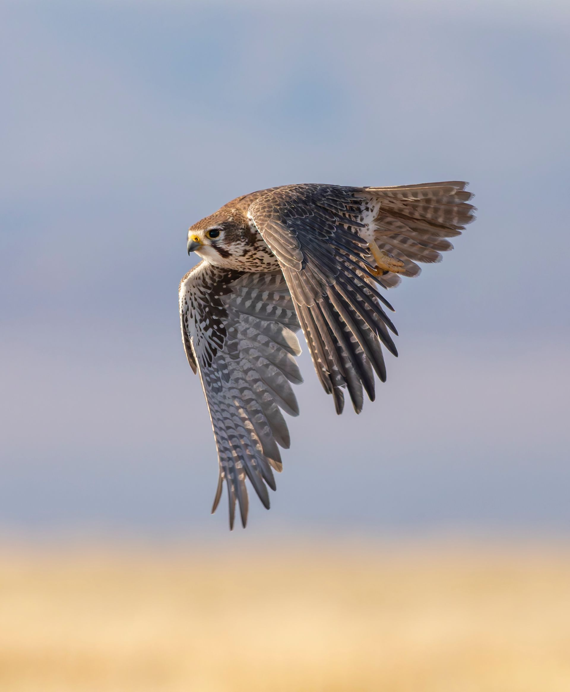 A falcon in flight with wings spread, speckled gray and brown feathers against a blurred blue and yellow background.
