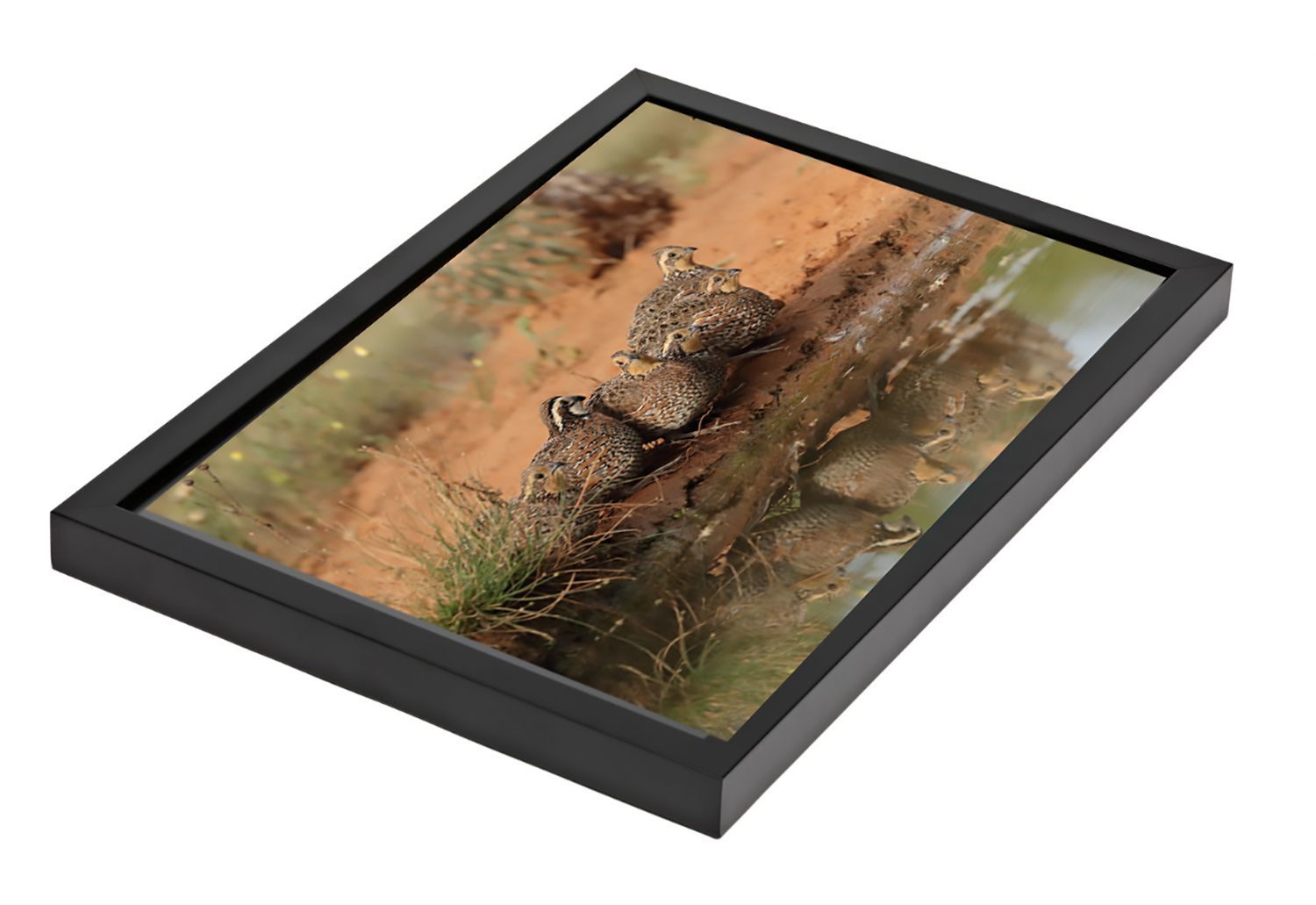 Black framed photo of birds on brown ground near water.