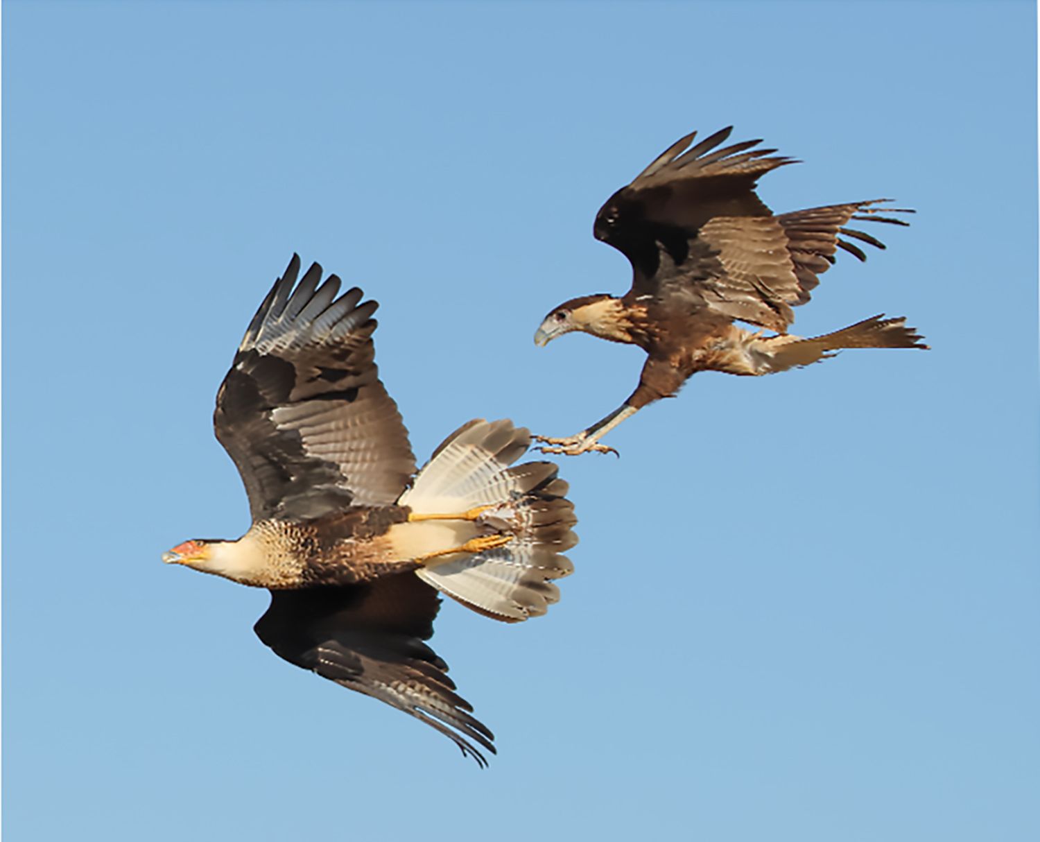 Two crested caracaras flying against a clear blue sky, one trailing the other.
