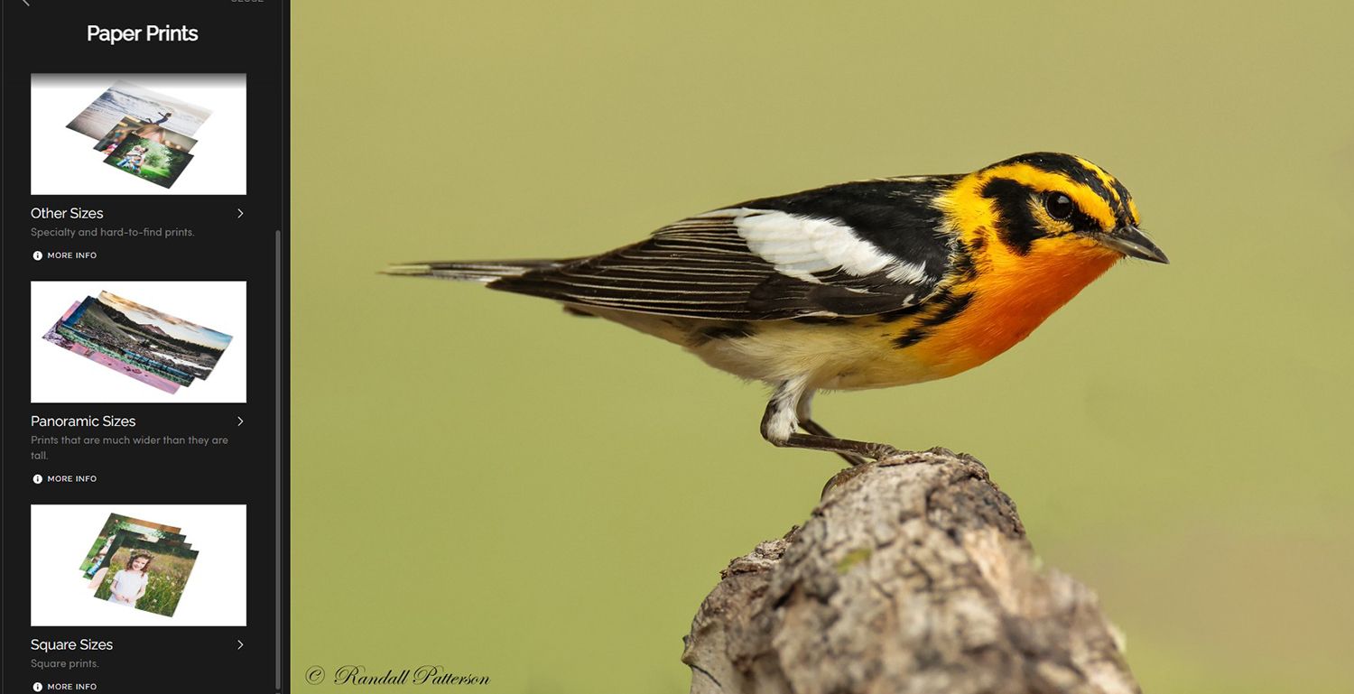 Blackburnian warbler perched on a tree stump, with black, white, and orange plumage. Menu on left.