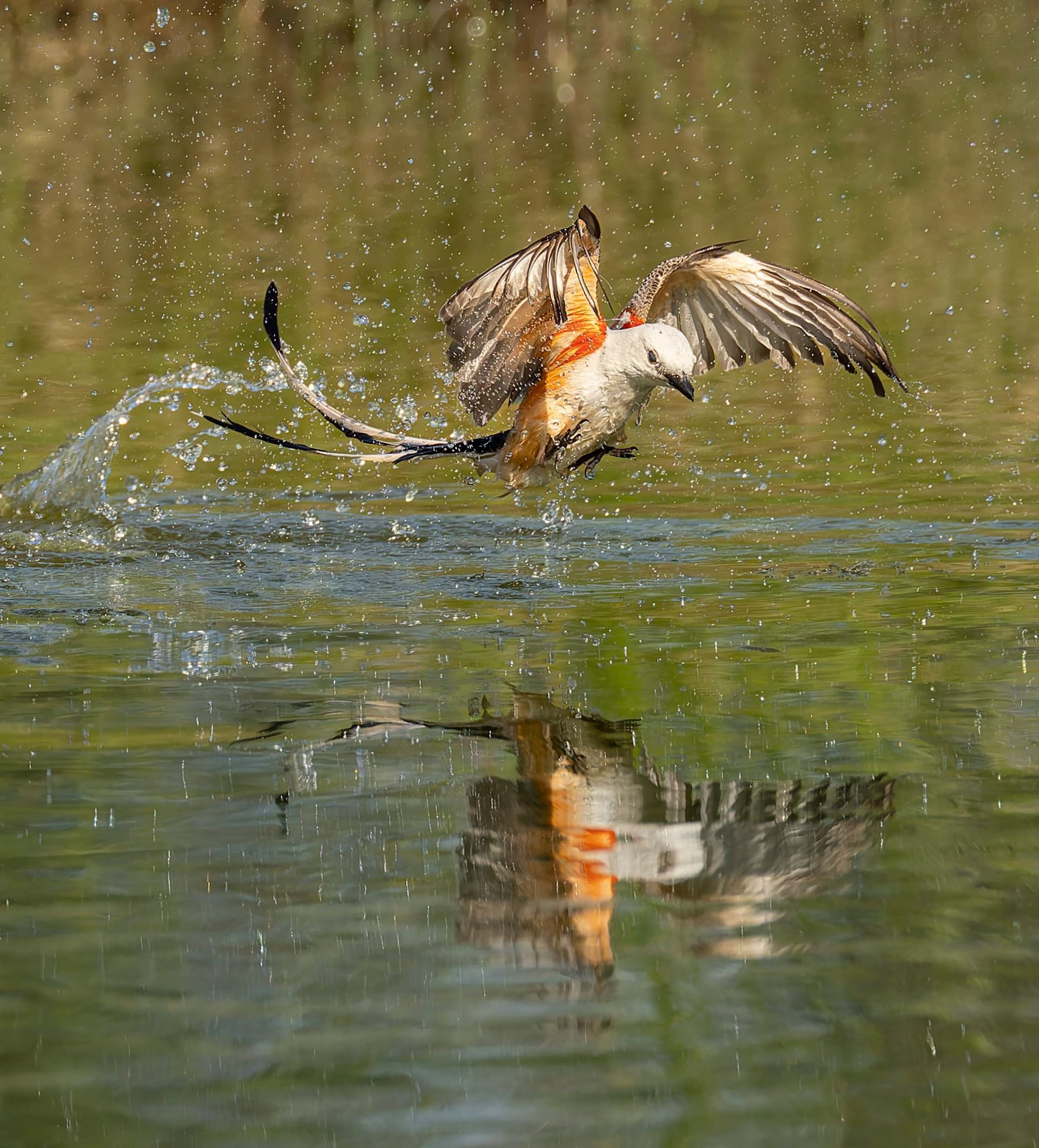 A swallow-tailed kite scoops water. White, orange, and gray plumage; wings spread; long, forked tail; reflected in the water.