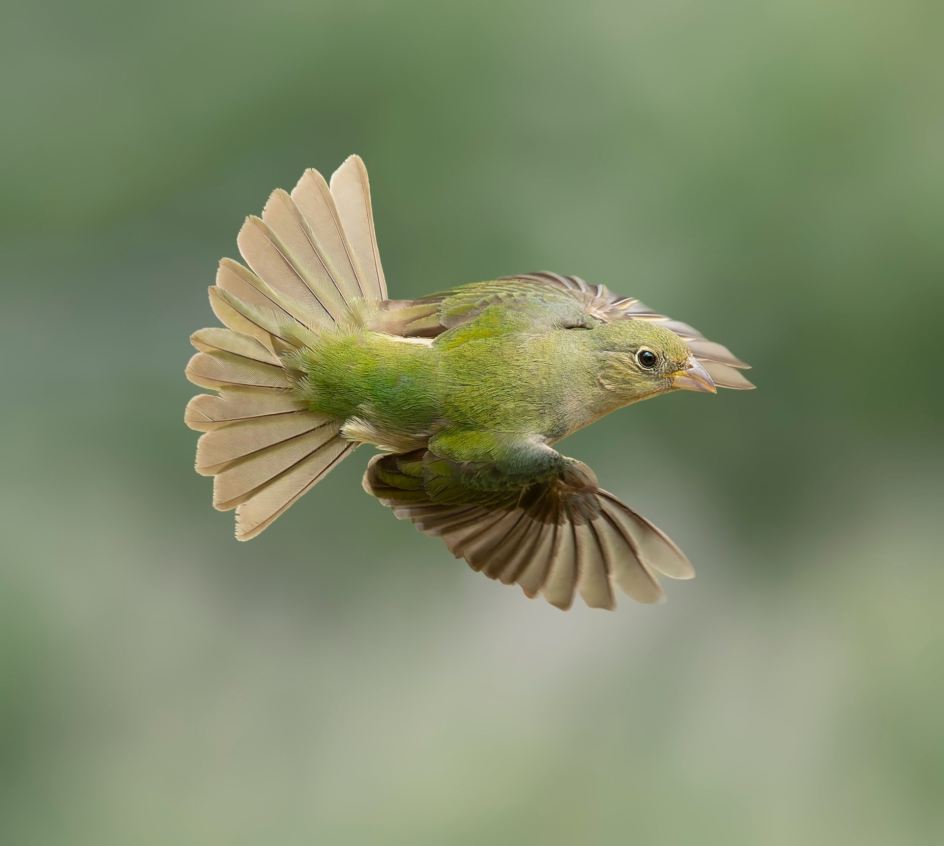 Green bird in mid-flight with wings spread, beige and green feathers, blurred green background.
