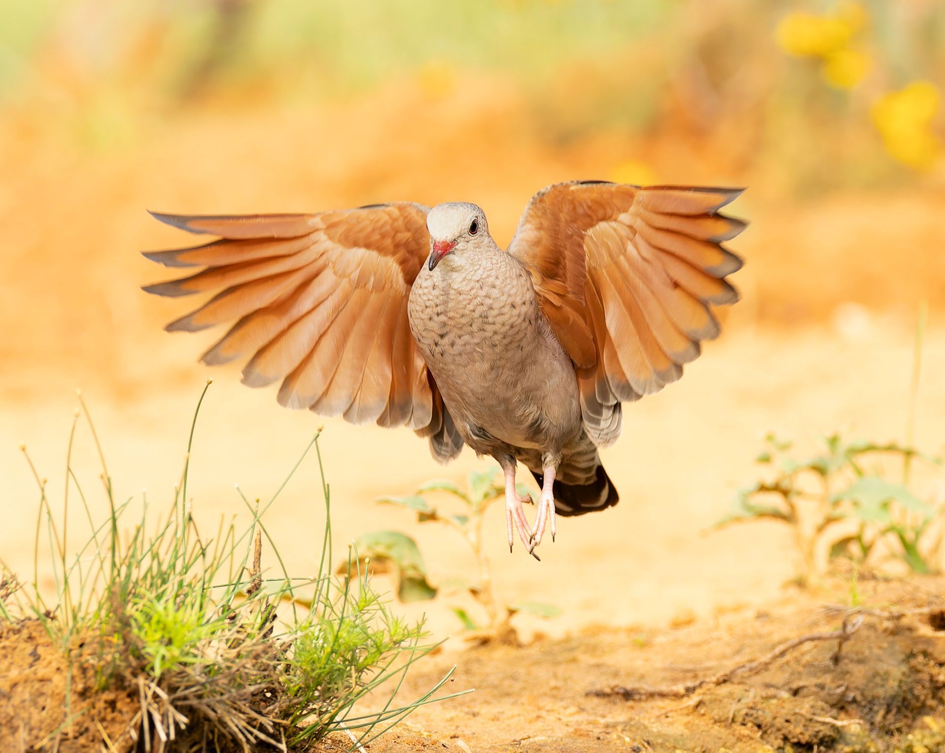 Bird with outstretched wings, tan feathers, flying low over dry ground.