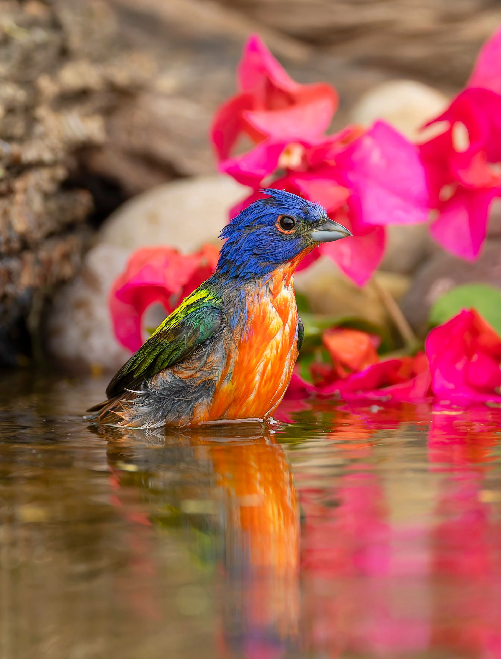 Colorful bird with a blue head, orange chest, and green wings bathes in water, with pink flowers in the background.
