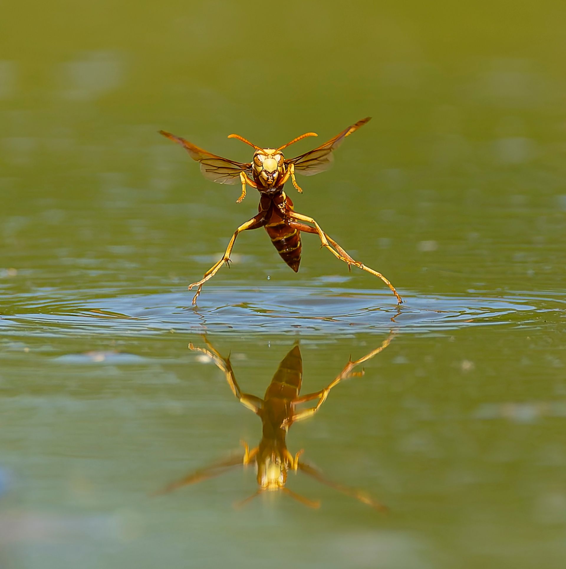 Wasp walking on water, wings outstretched, with reflection in the green water.