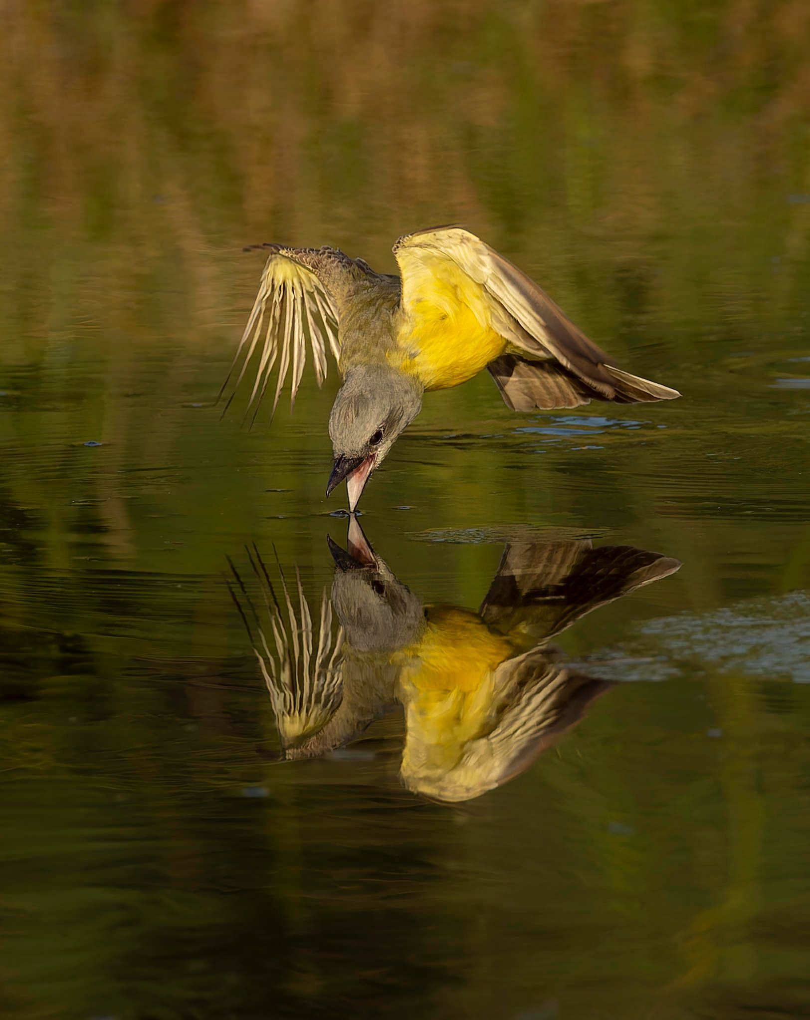 Yellow-bellied bird drinking from water, wings spread, reflected in the surface.
