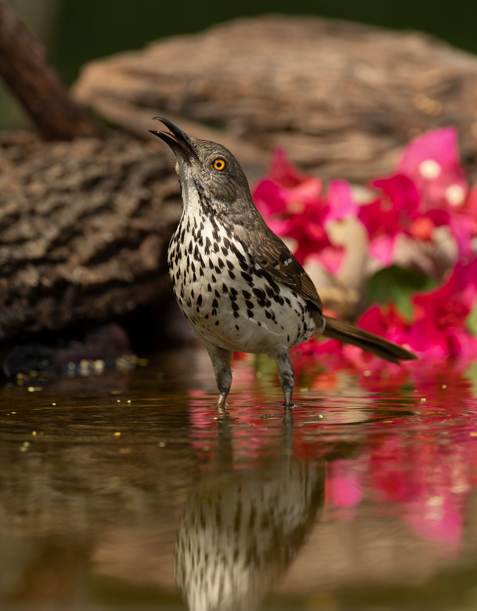 Bird with speckled breast stands in water, head tilted up, near pink flowers.