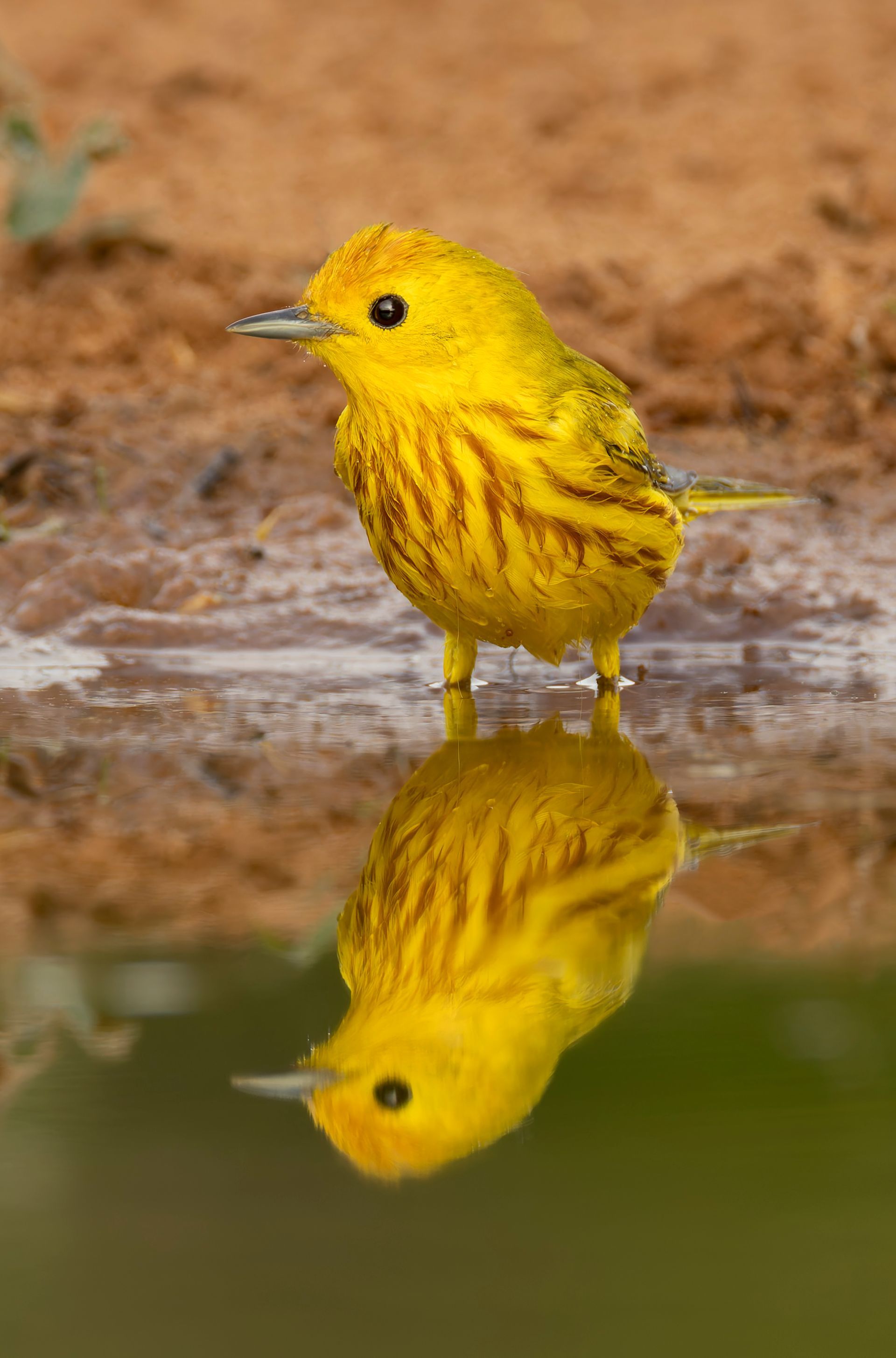Yellow warbler reflected in water, standing in shallow pond, looking left.